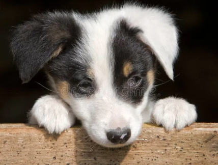 puppy.png