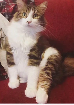 cat.png