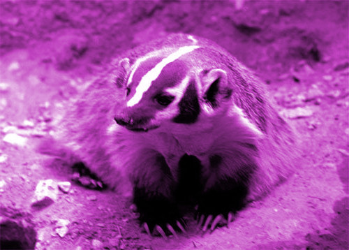 badger.jpeg