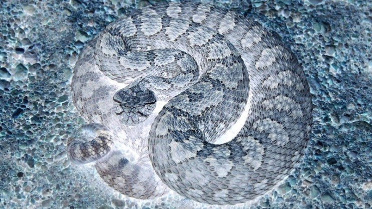 rattlesnake.jpeg