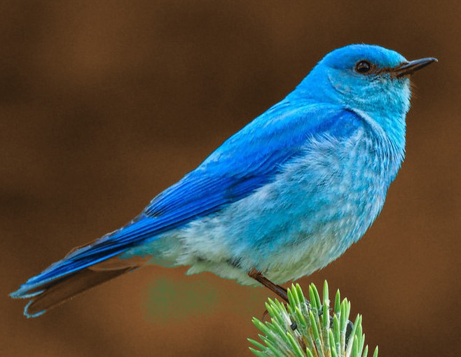 mountainbluebird.jpeg