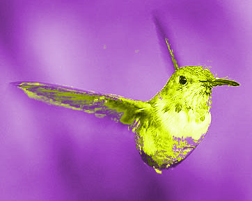 humming.jpeg