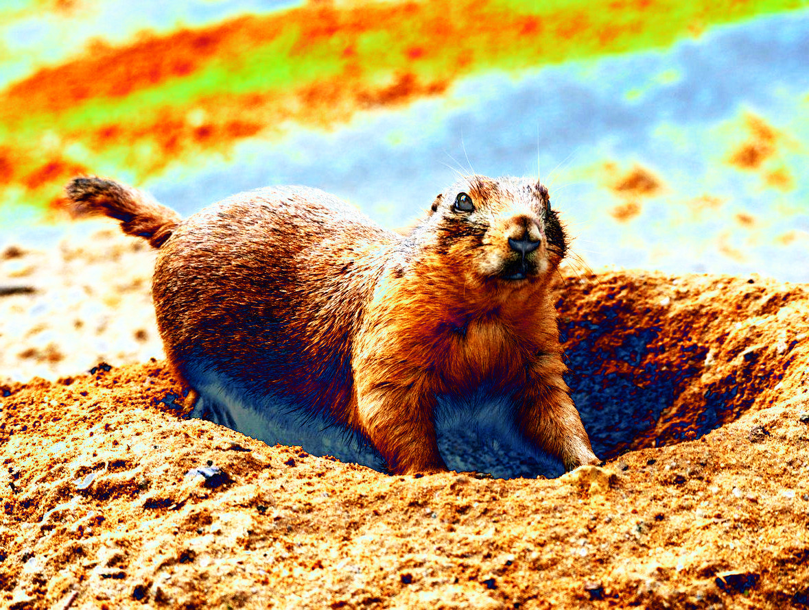 prairiedog.jpeg