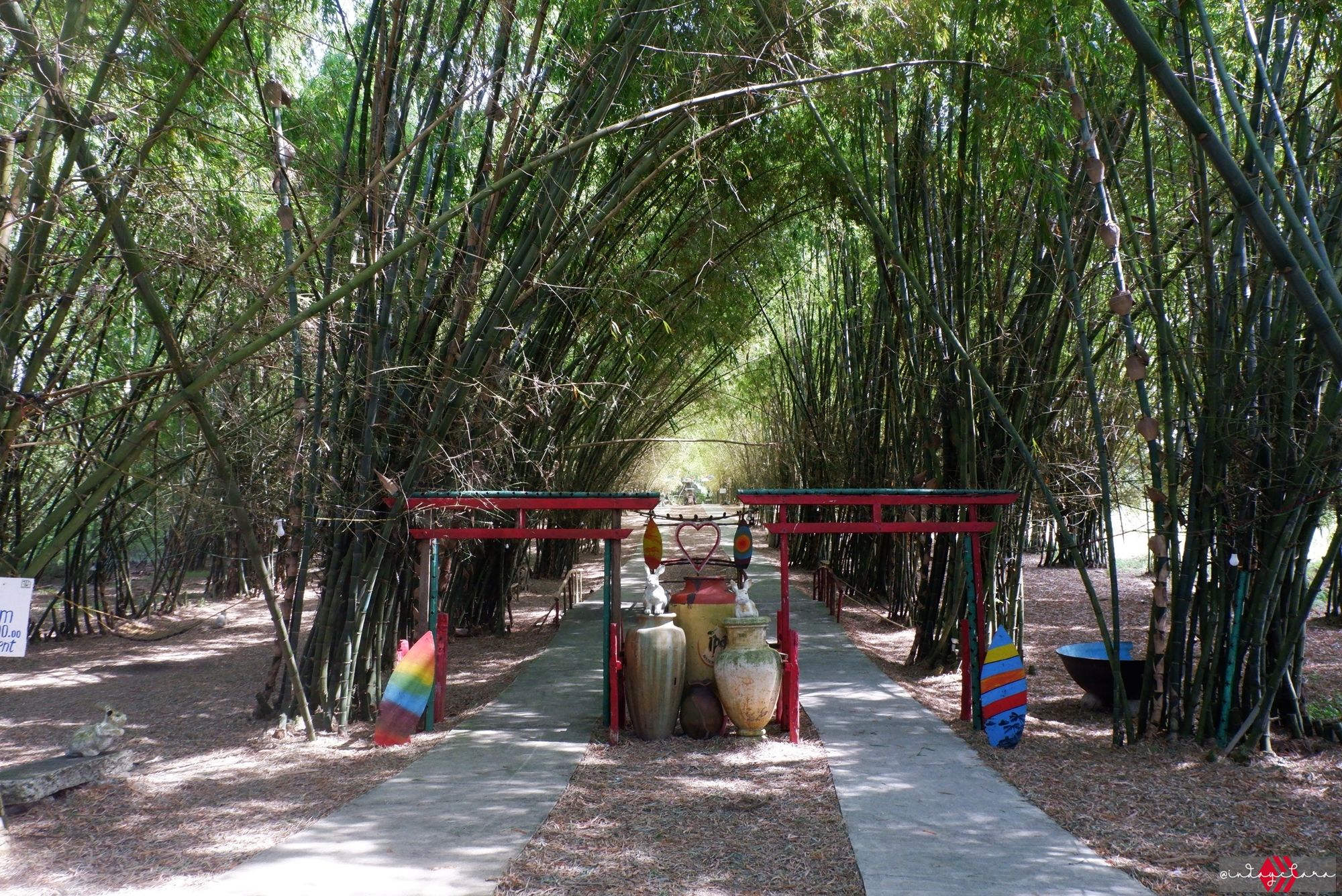 bamboo05.JPG