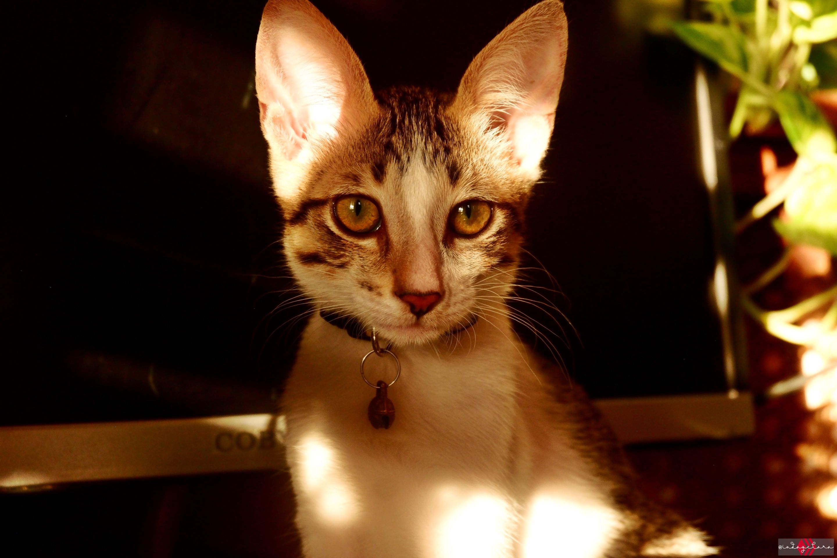 DSCF1239.JPG