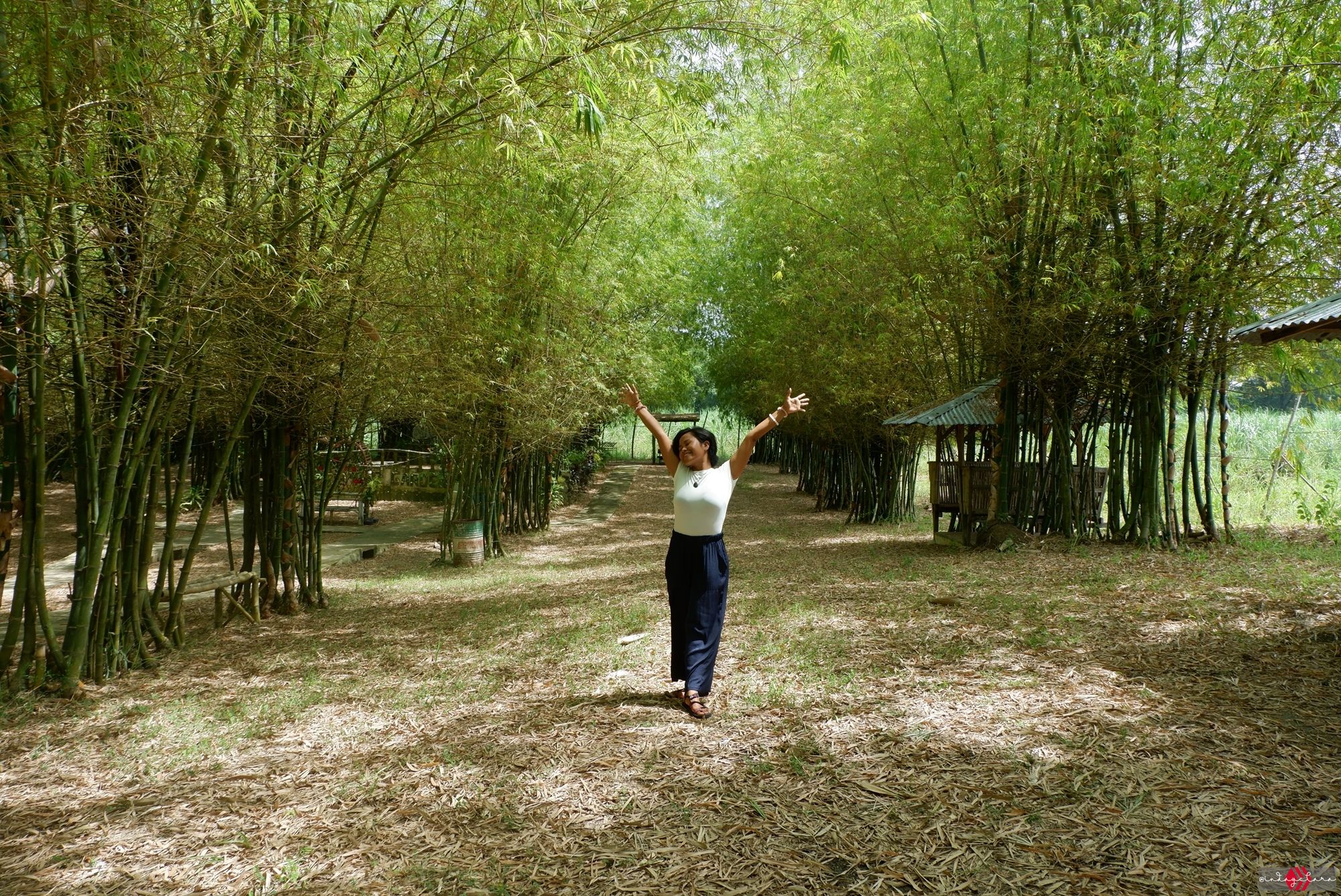 bamboo160.JPG