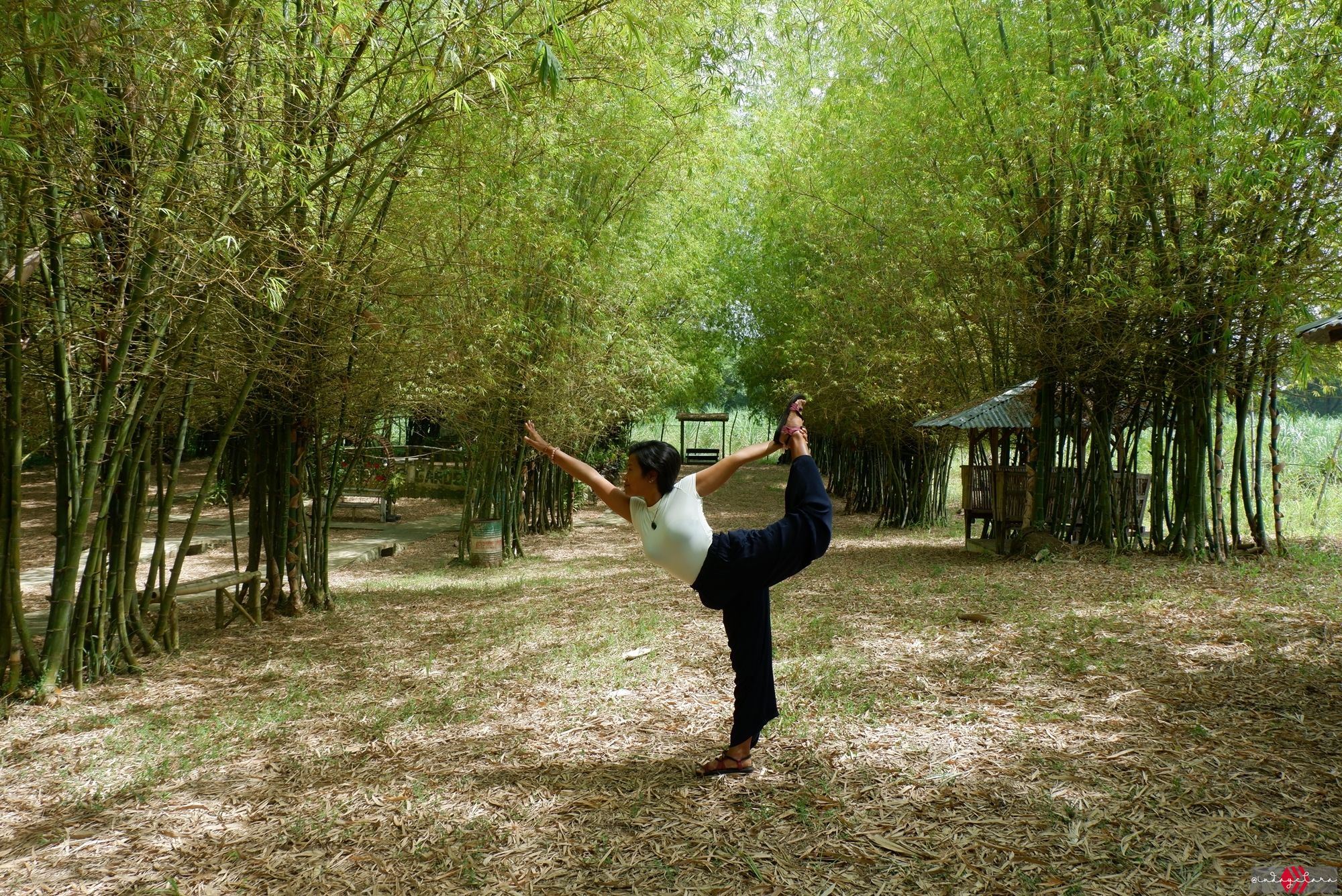 bamboo162.JPG