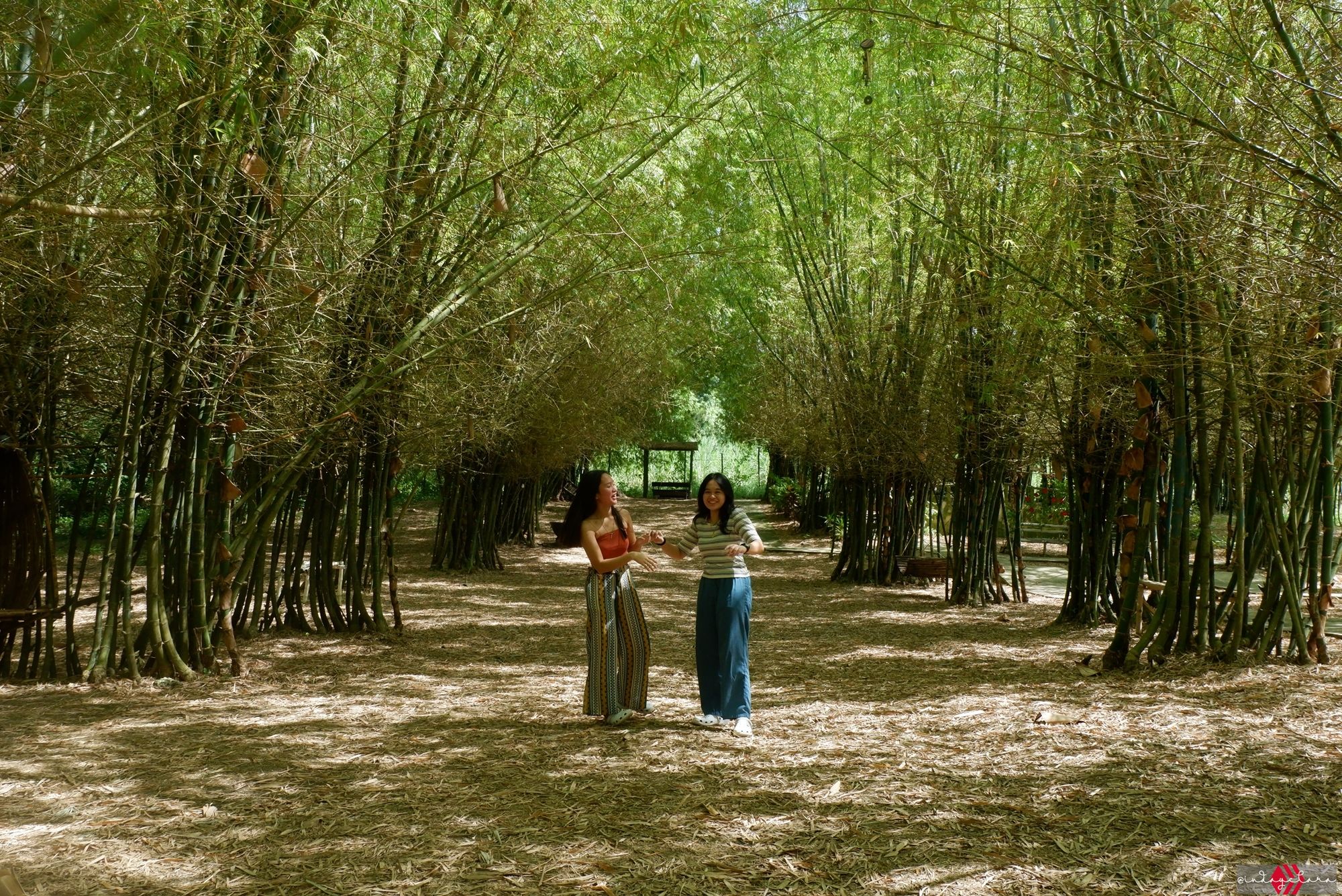 bamboo57.JPG