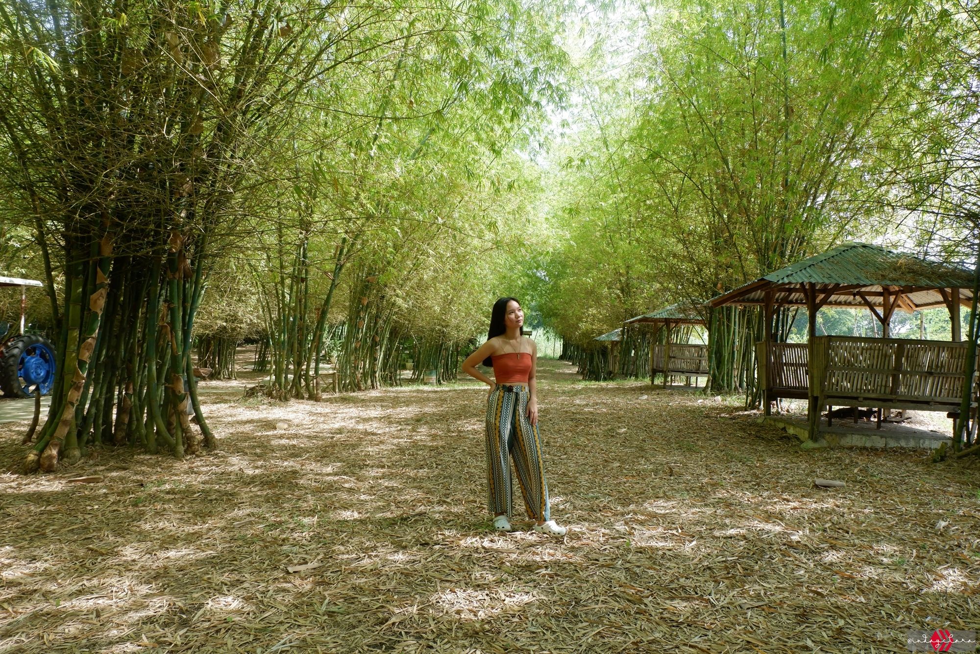 bamboo13.JPG