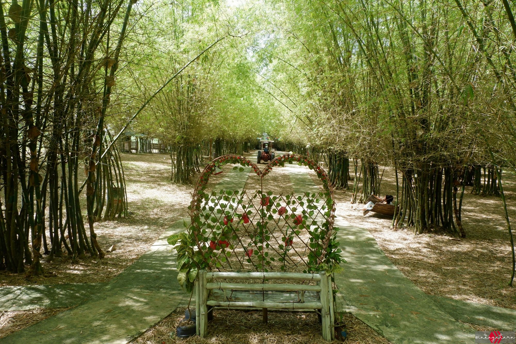 bamboo79.JPG