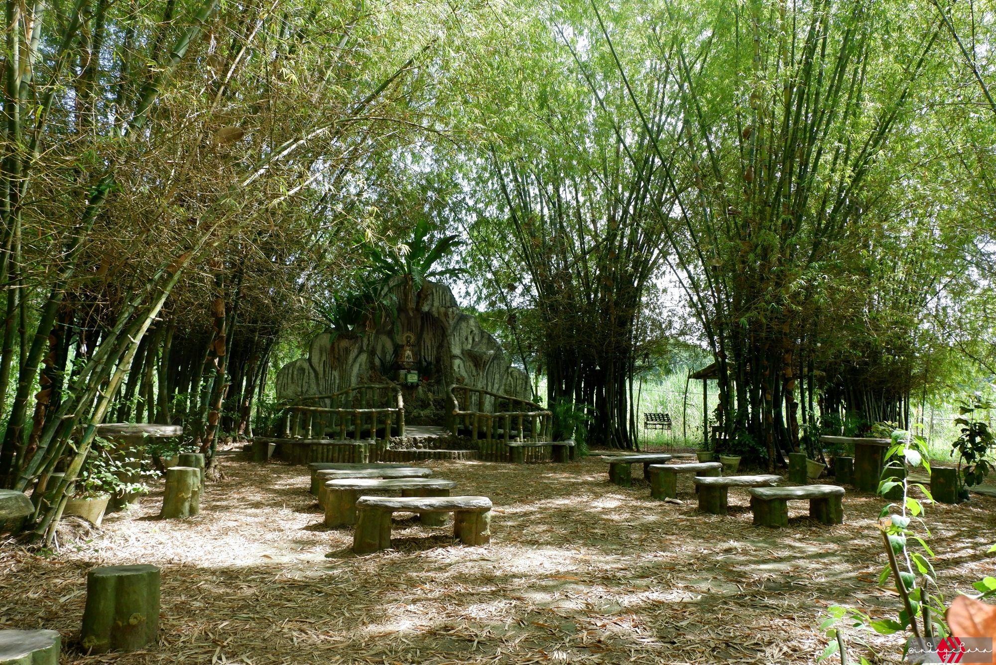 bamboo78.JPG
