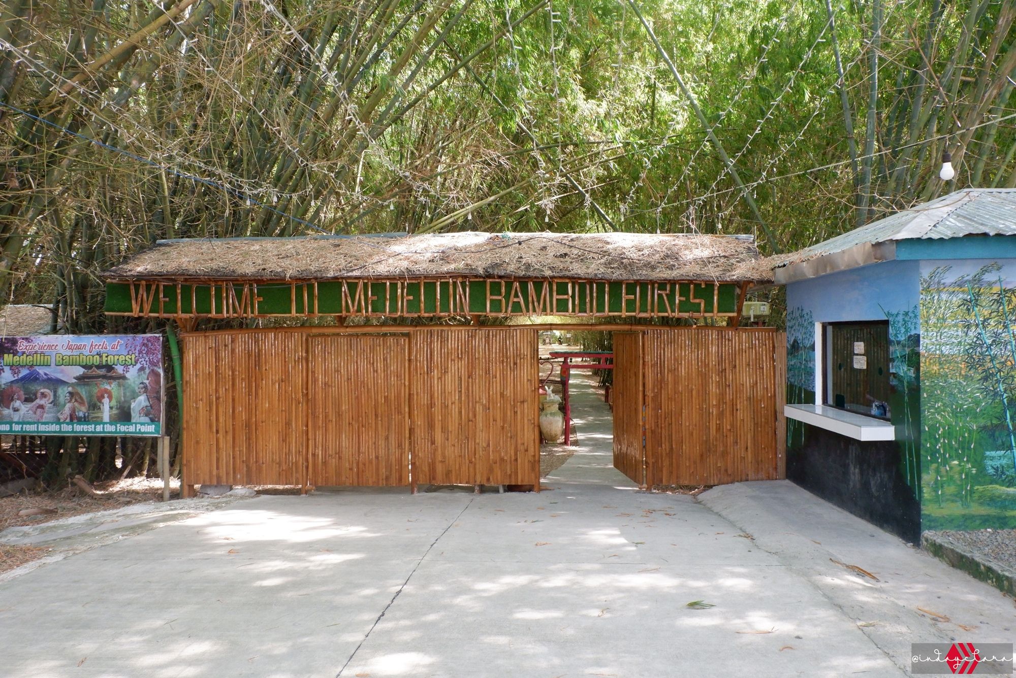 bamboo02.JPG