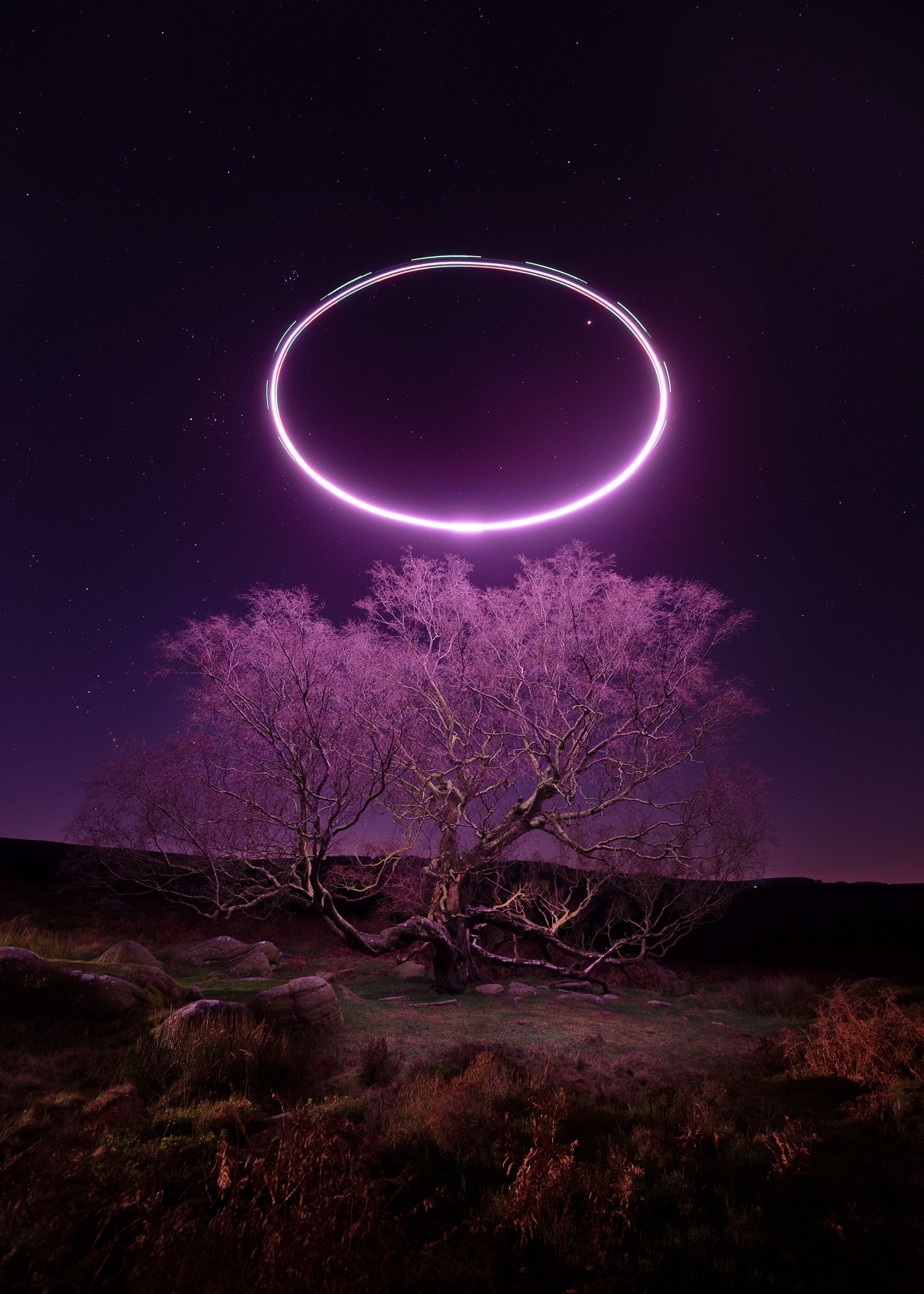 Surprise view lone tree.jpg