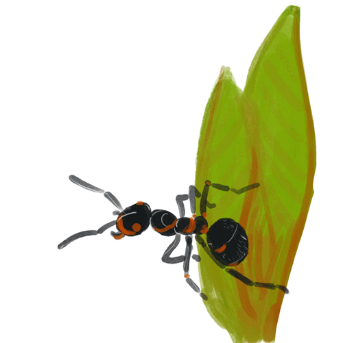 ant-gif.gif
