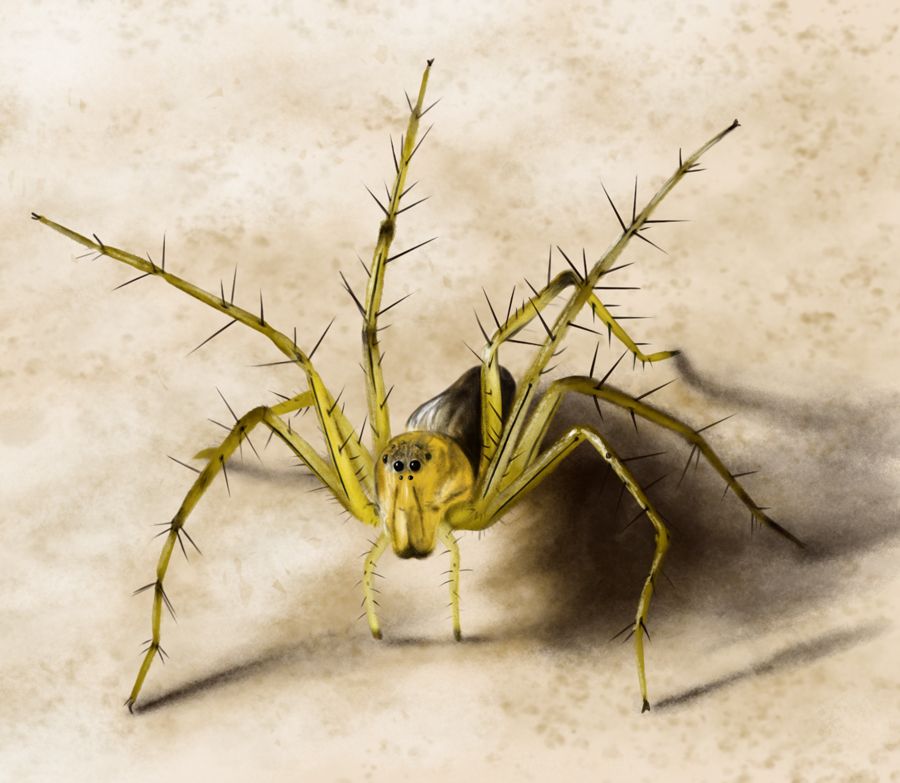 spider.jpg