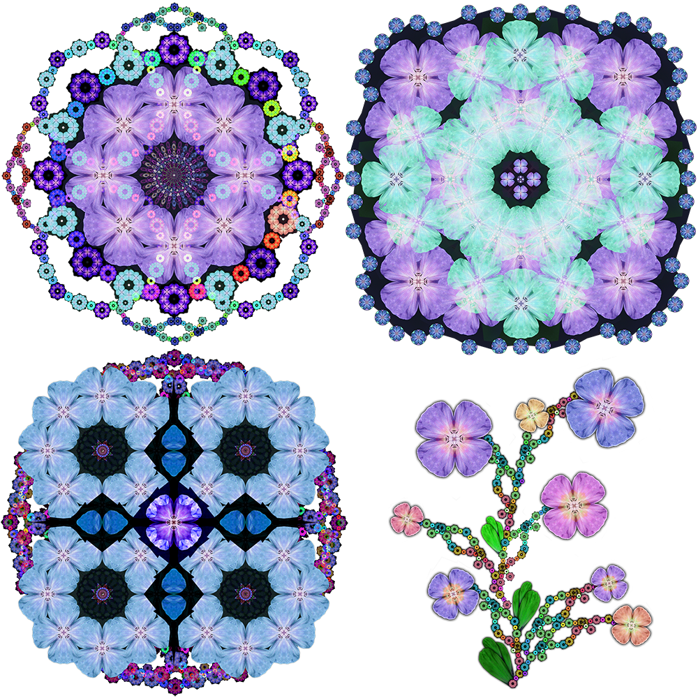 flowers4.png