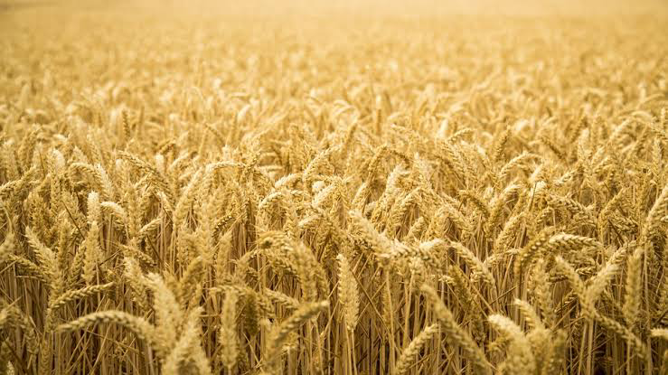 @inspiredbyhive/heatwave-hit-wheat-production-as-india-place-ban-wheat-exports-raising-the-price-of-wheat-to-an-all-time-high