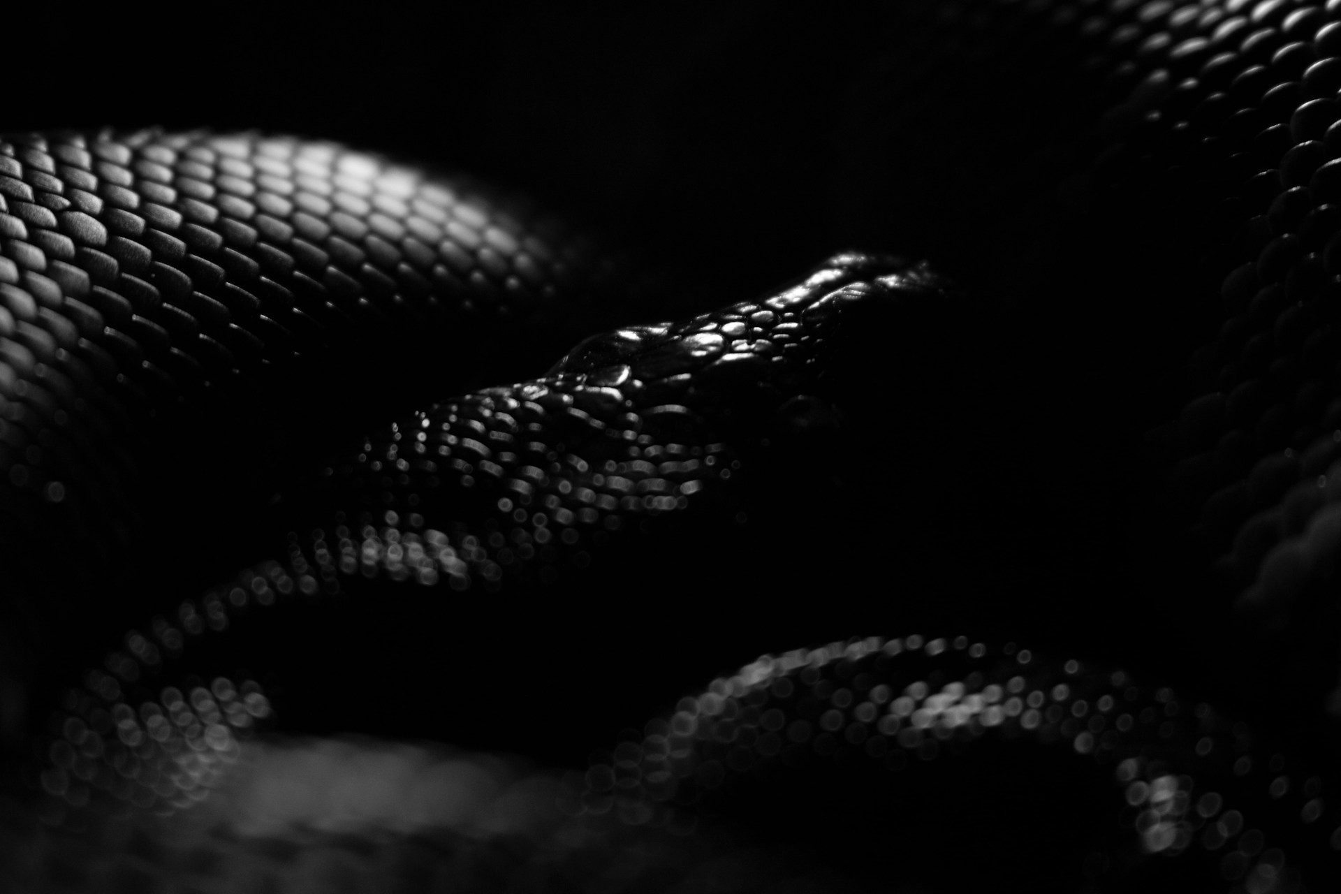 pornnaphat-suttiapiruk-QEJsX27_-lE-unsplash.jpg