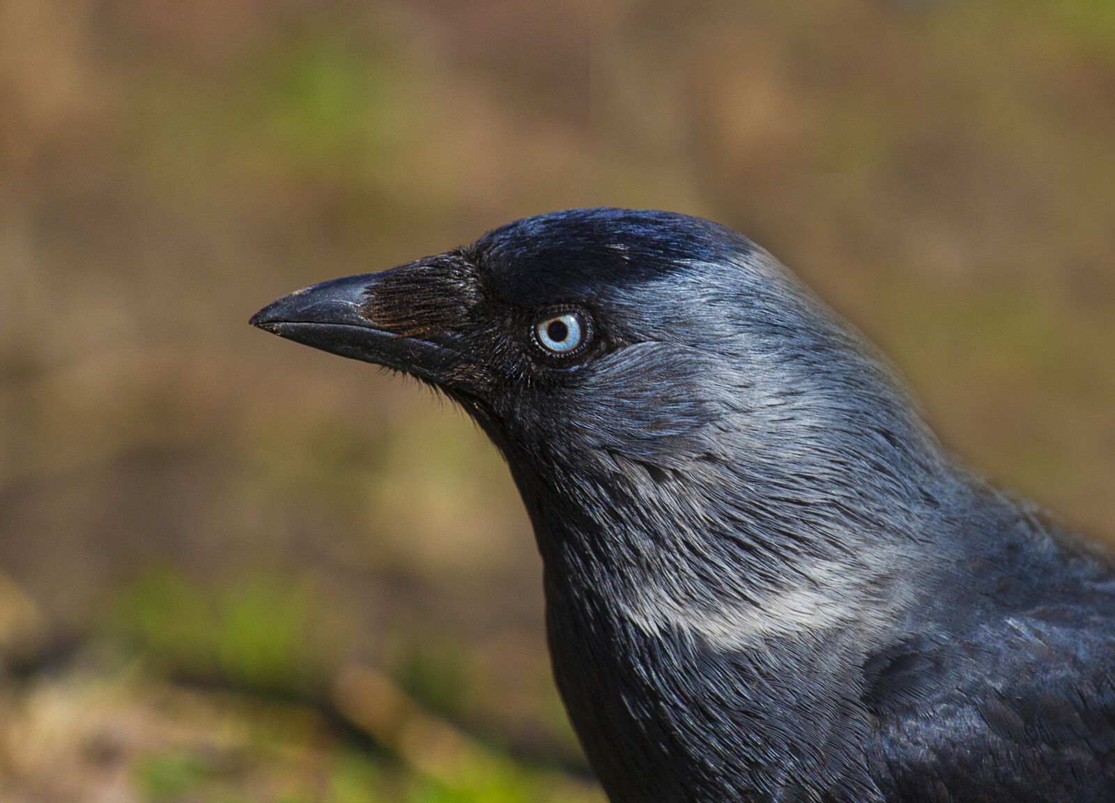 canstockphoto101101667.jpg