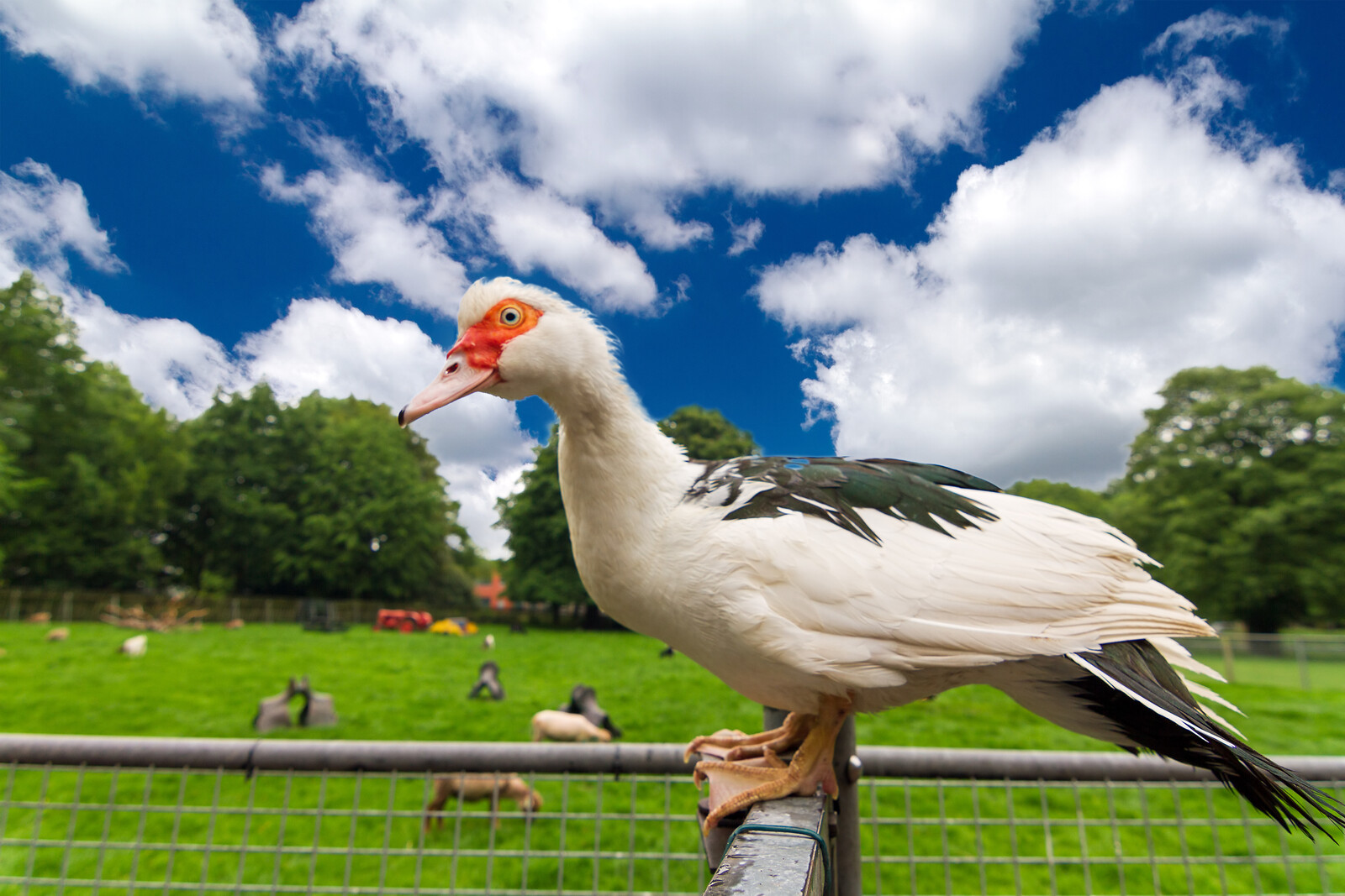 canstockphoto16571570.jpg