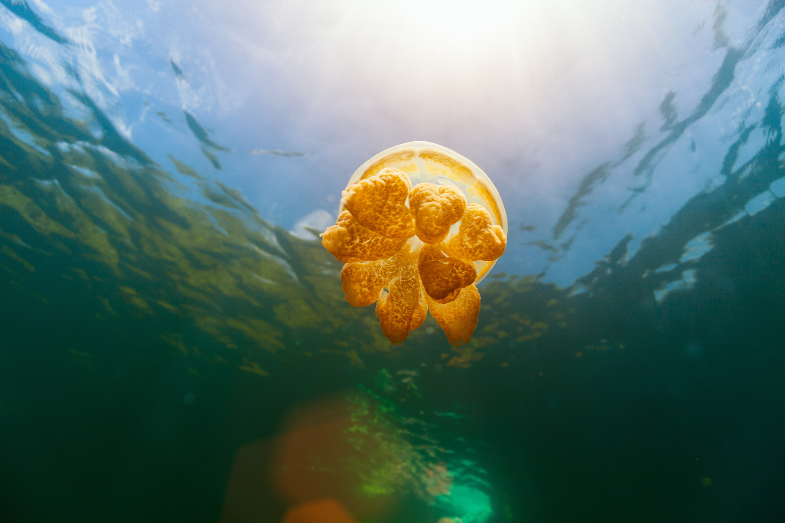 canstockphoto57831514.jpg