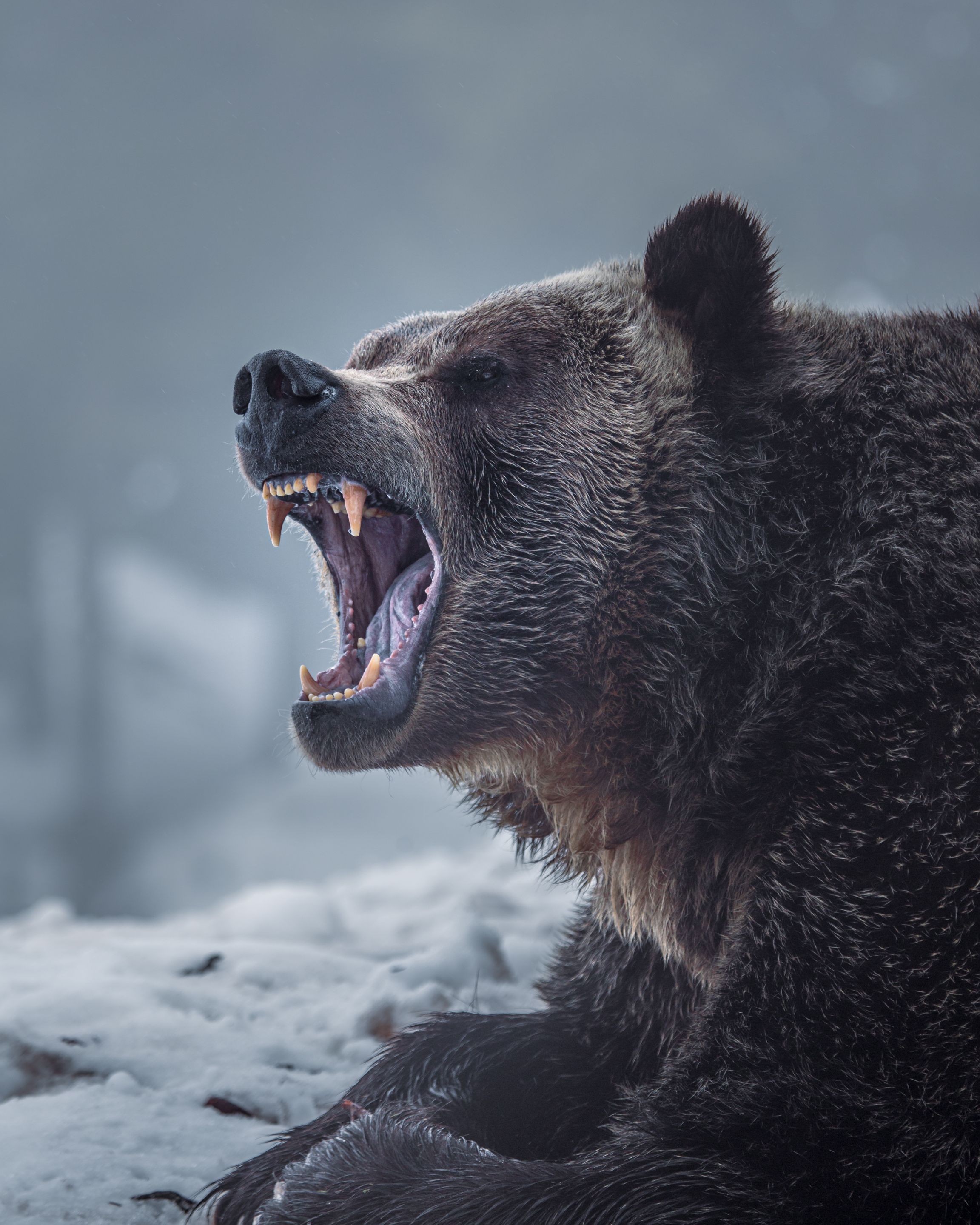 Intrepid-Ursus arctos horri
![Northern Exposurex.jpg](https://files.peakd.com/file/peakd-hive/intrepidphotos/48QR5eKnVhW3Ru5tAjoJo5q3hmW7axifp3xLKh3sHgsrEo5GNLt3dUzfuzHXCupGnW.jpg)
bilis.JPG