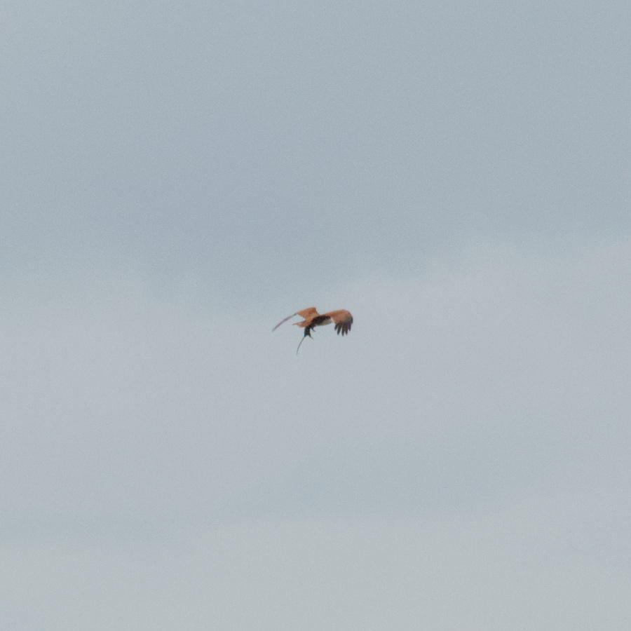 DSC_0295_01.jpg