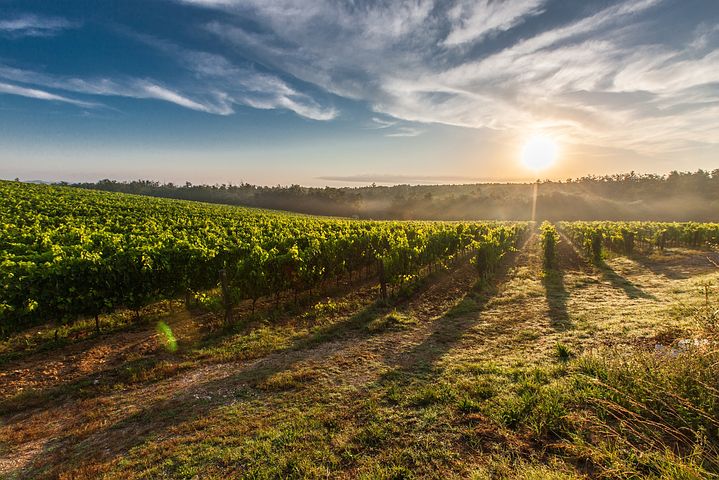 vineyard-428041__480.jpg