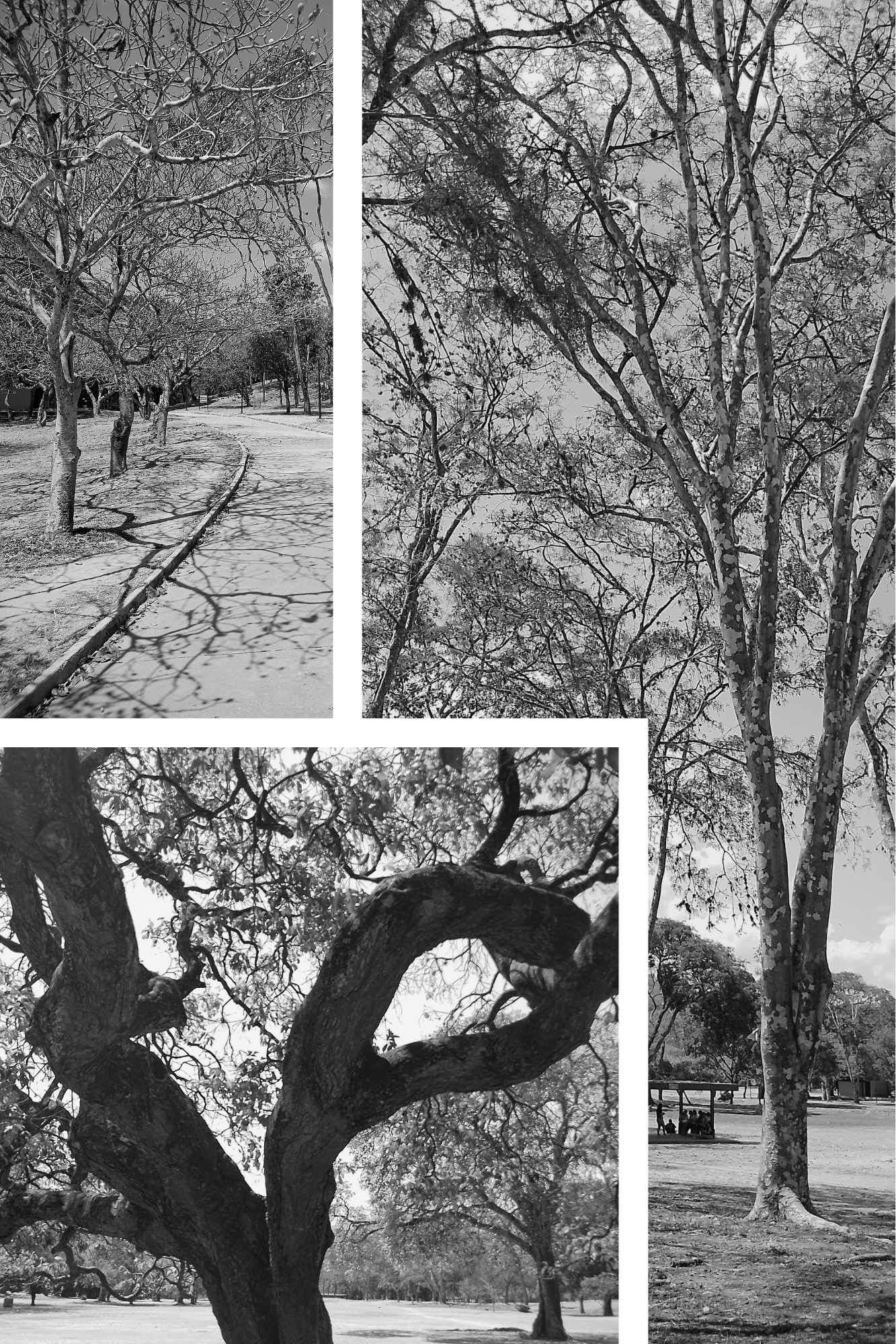 Collage de Fotos Moda Minimalista Blanco y Negro .png