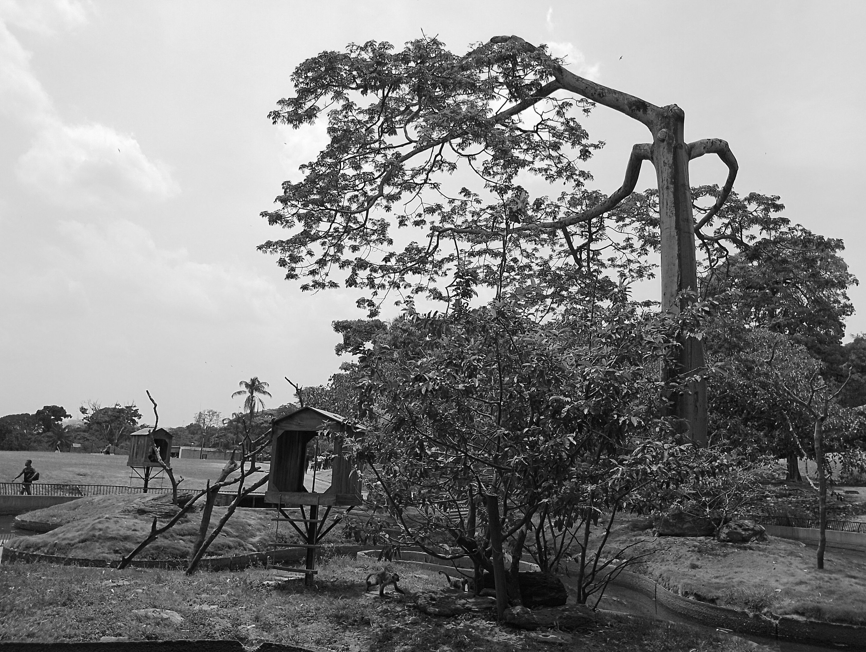 #Monomad || Incredible Trees / Árboles Increíbles