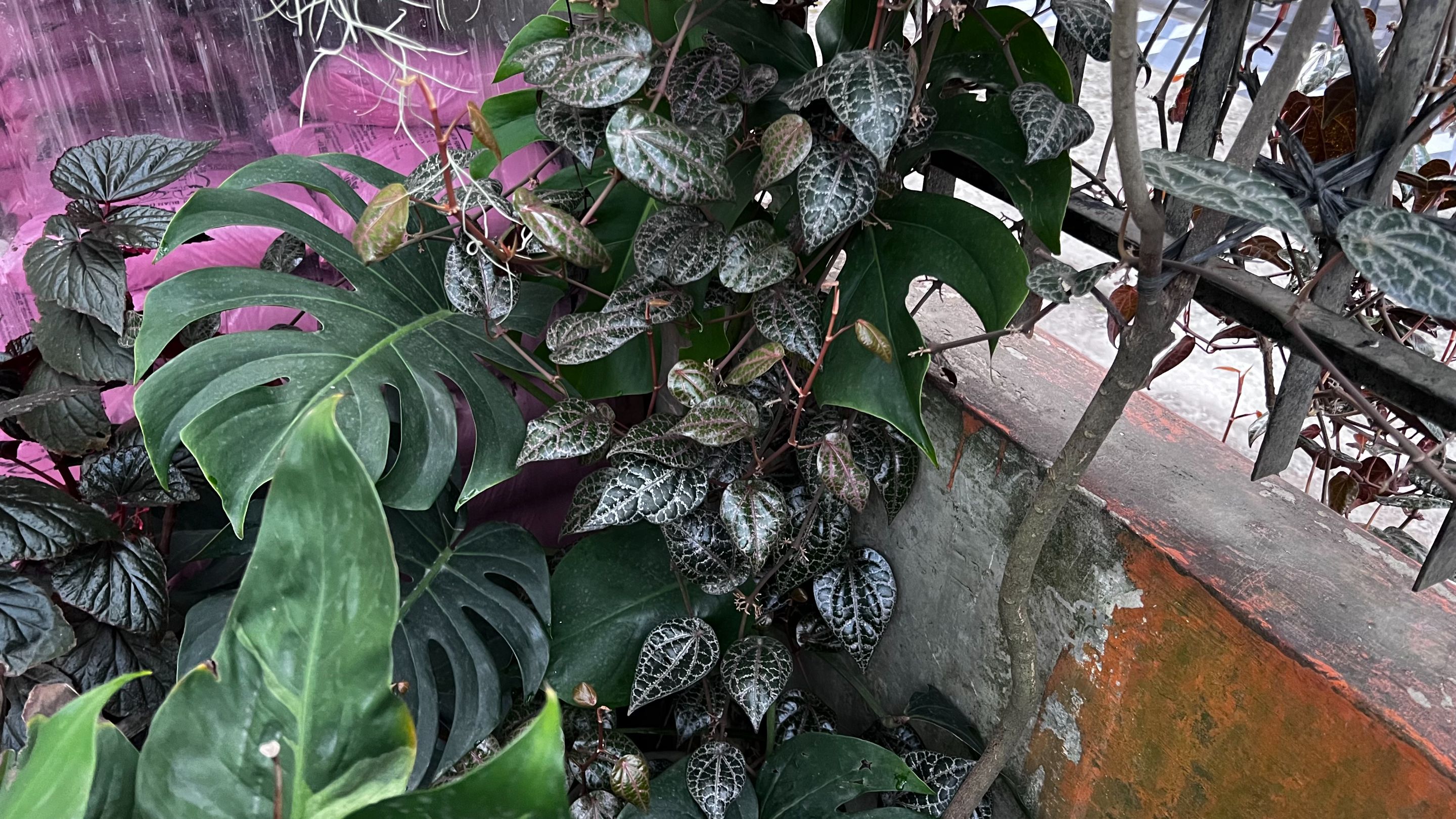 IMG_3077.jpeg