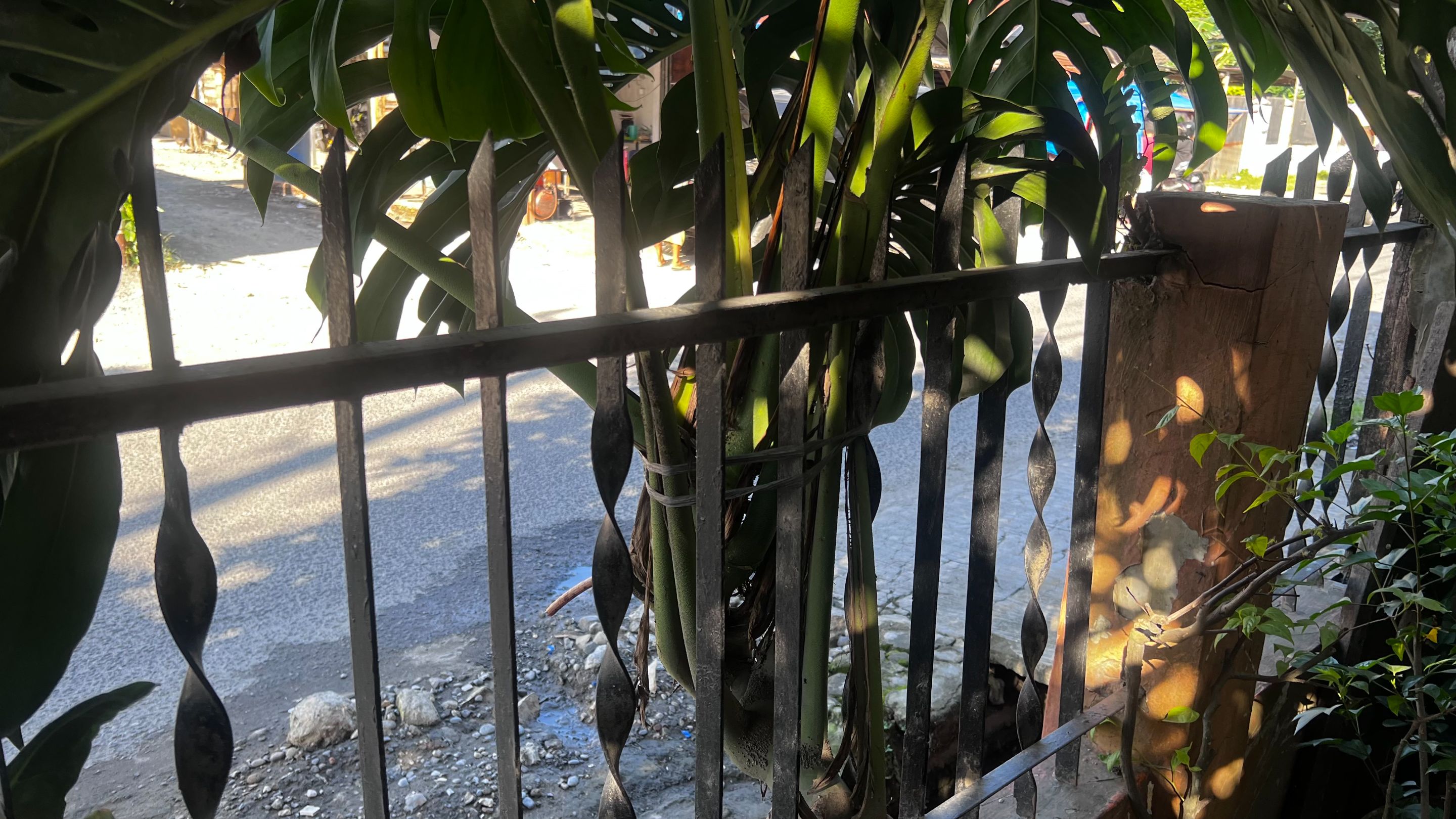 IMG_2156.jpeg