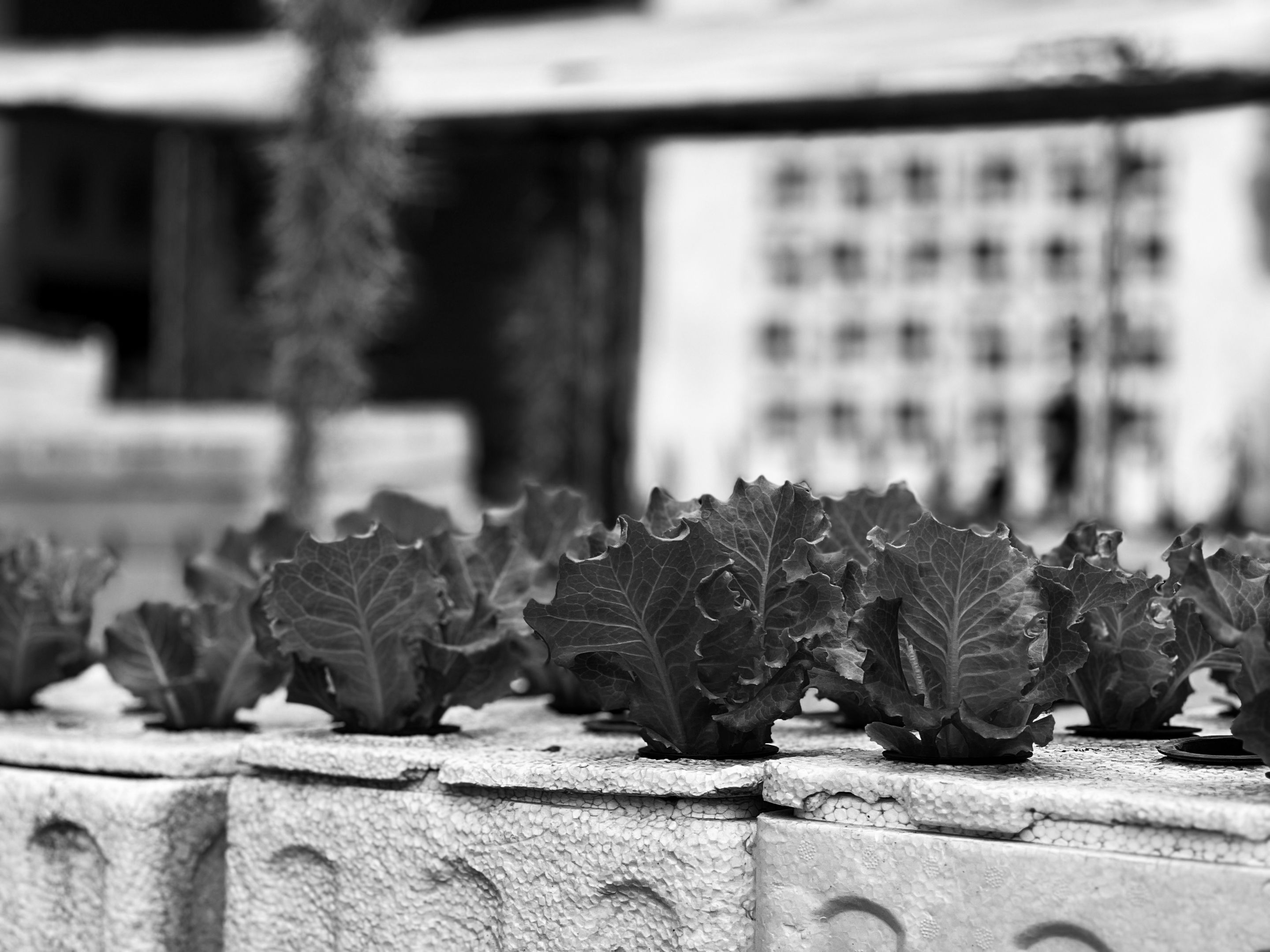 IMG_3394_jpg 2.JPG