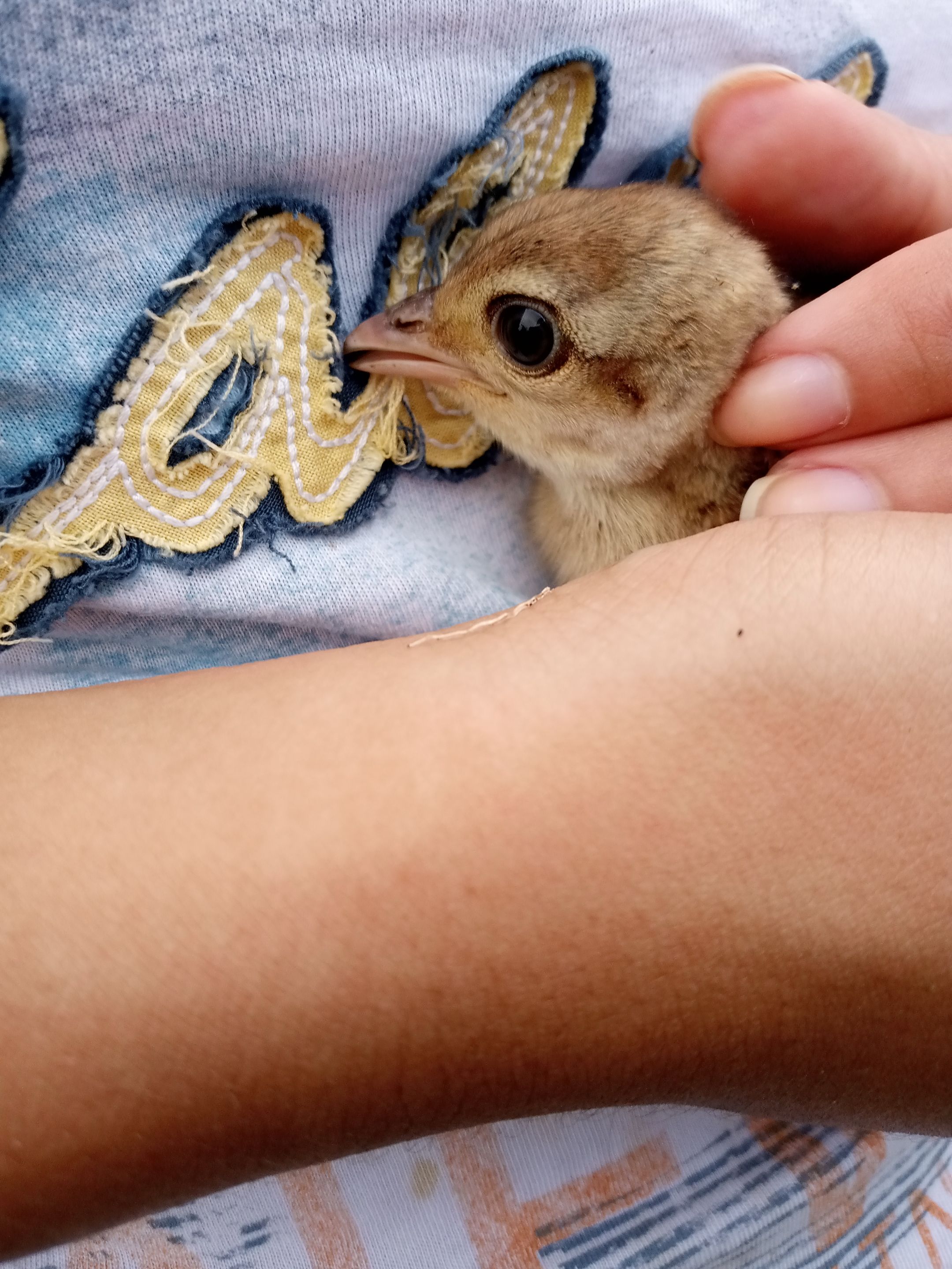 Pequeño pavo real 