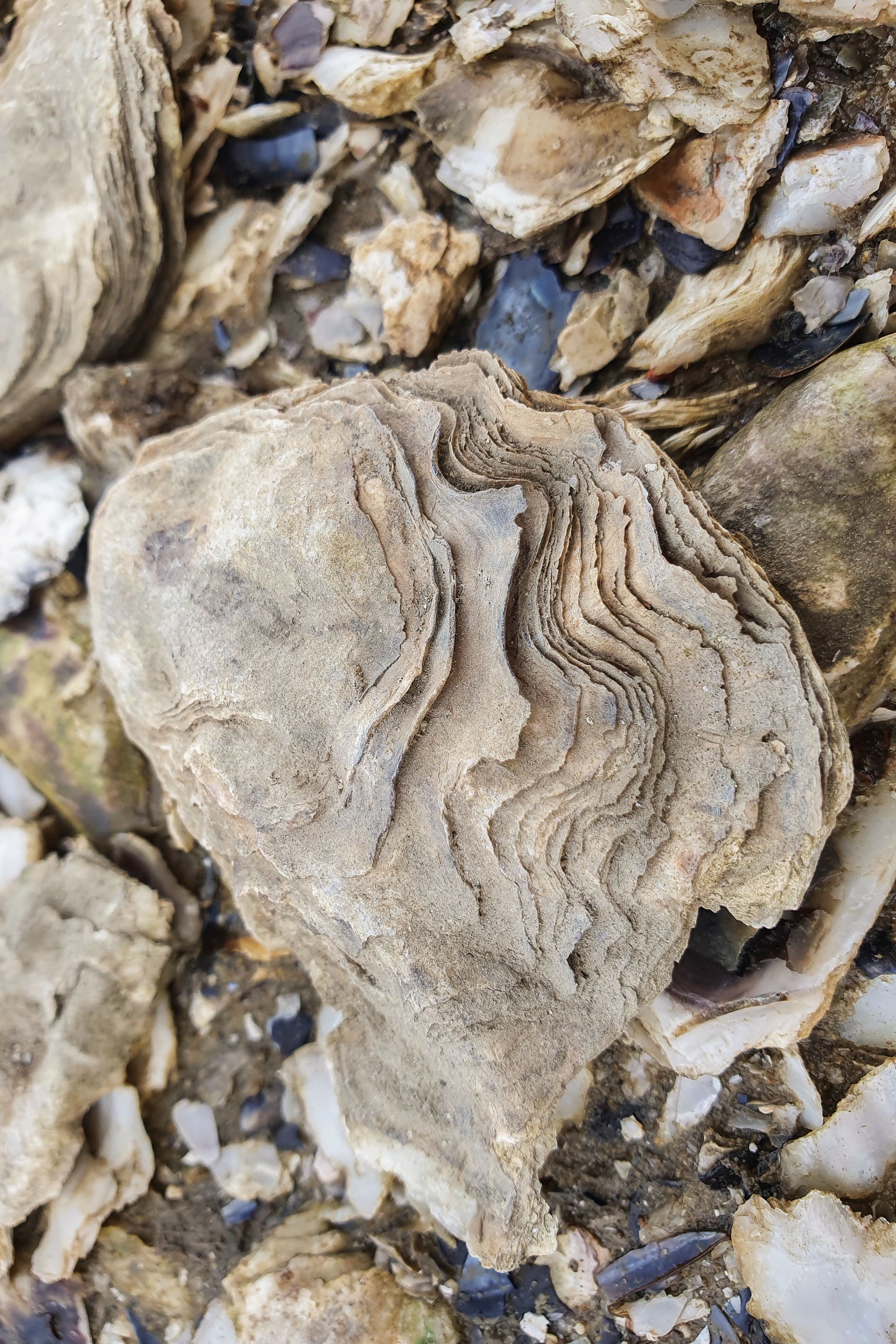 oyster6.jpg