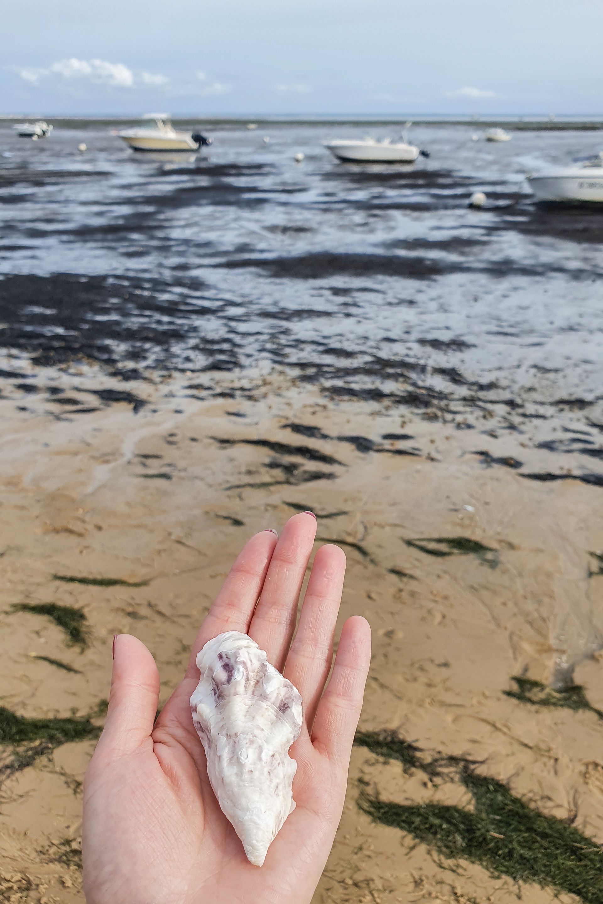 oyster6.5.jpg