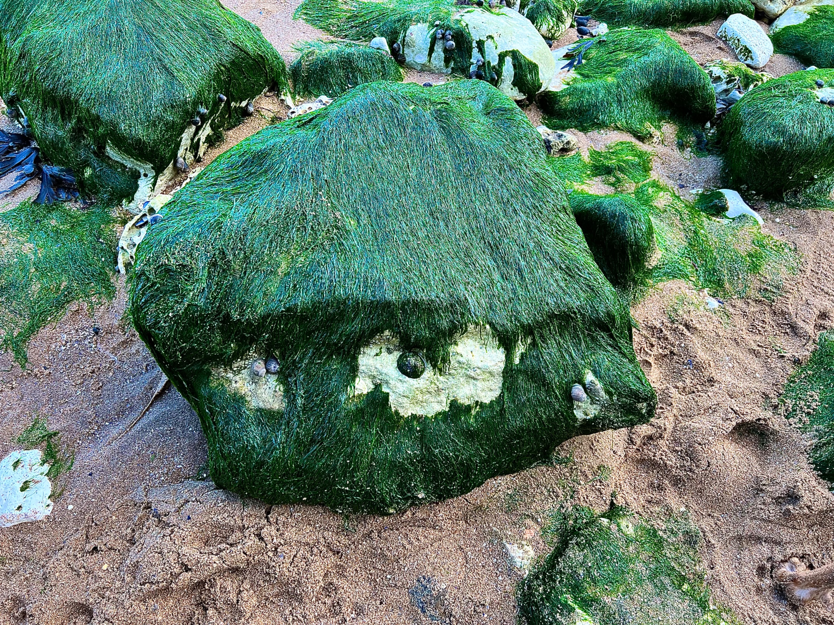 “Green Haired Single eyed  cute creature”