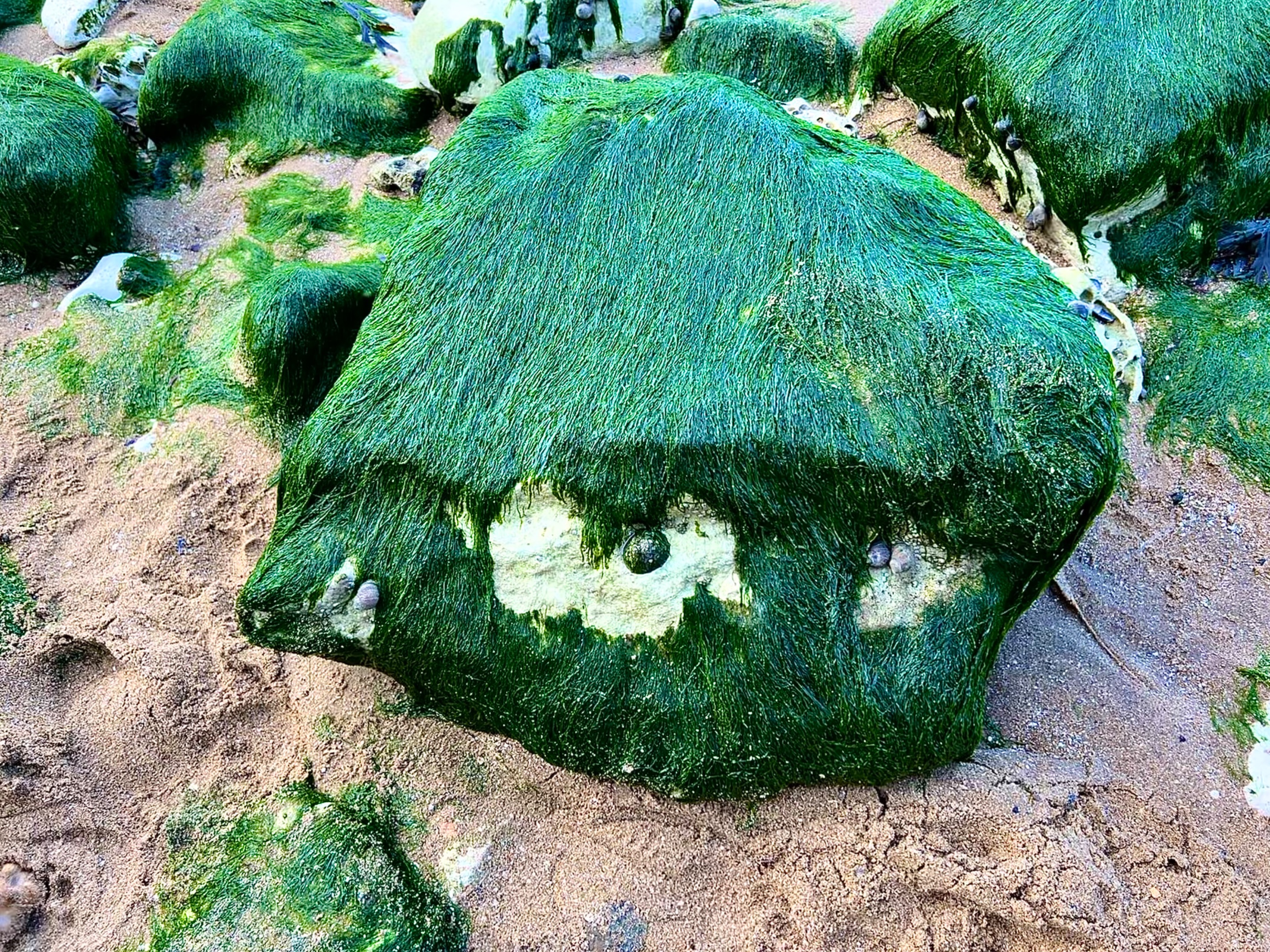 On another edge of the beach, other tiny creatures are alive. This one made me smile