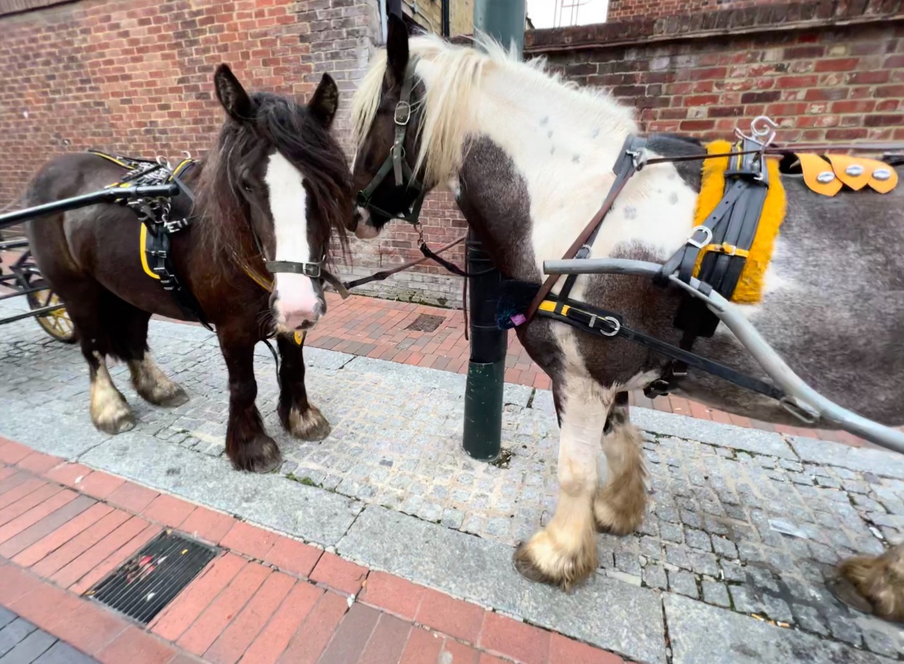 Soft Whispering the truth: Our fella human stopped for his lunch, I bet he dose not come back with hay…