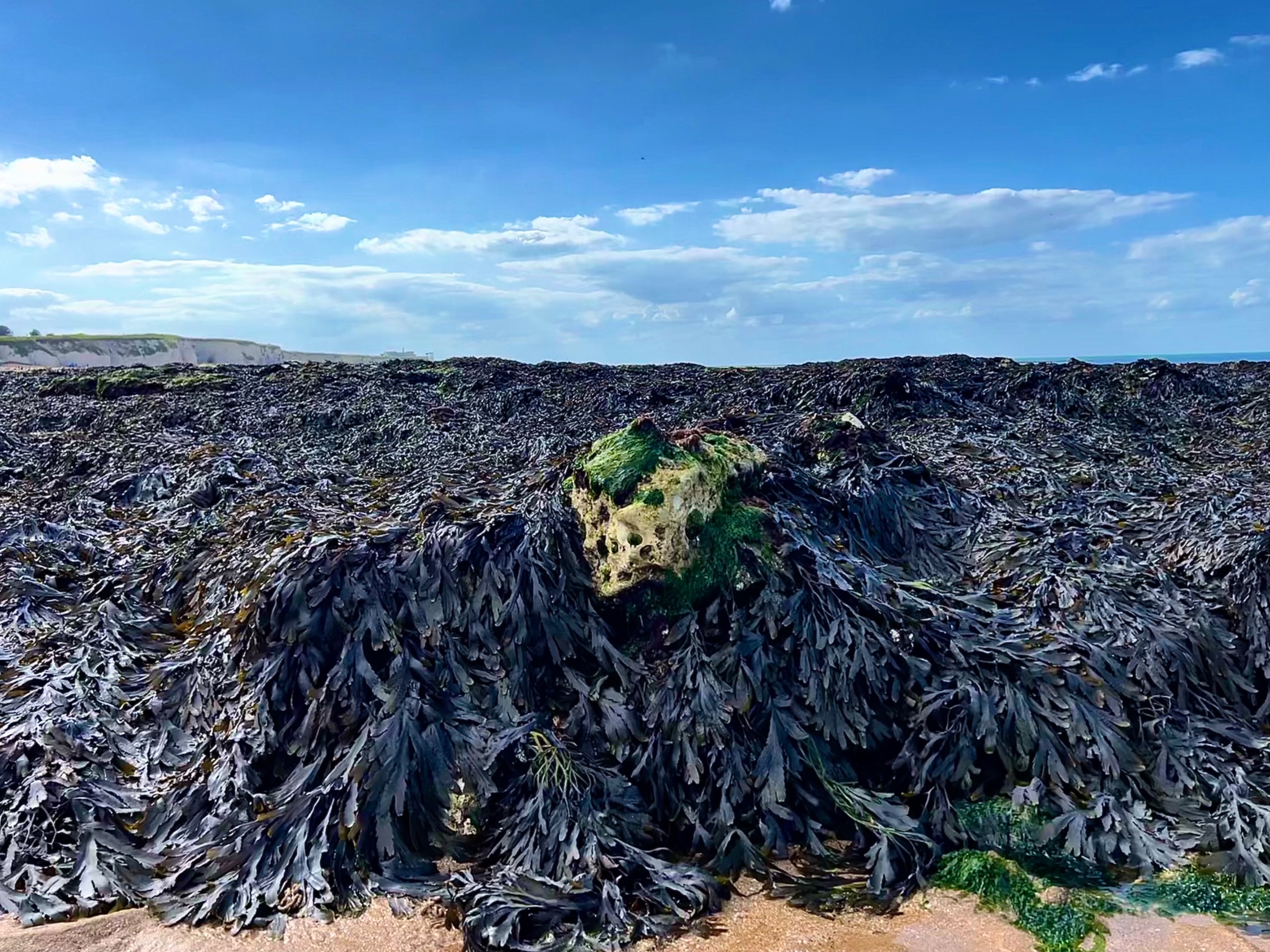 The creature with green hair took over Kings Bay beach, UK
