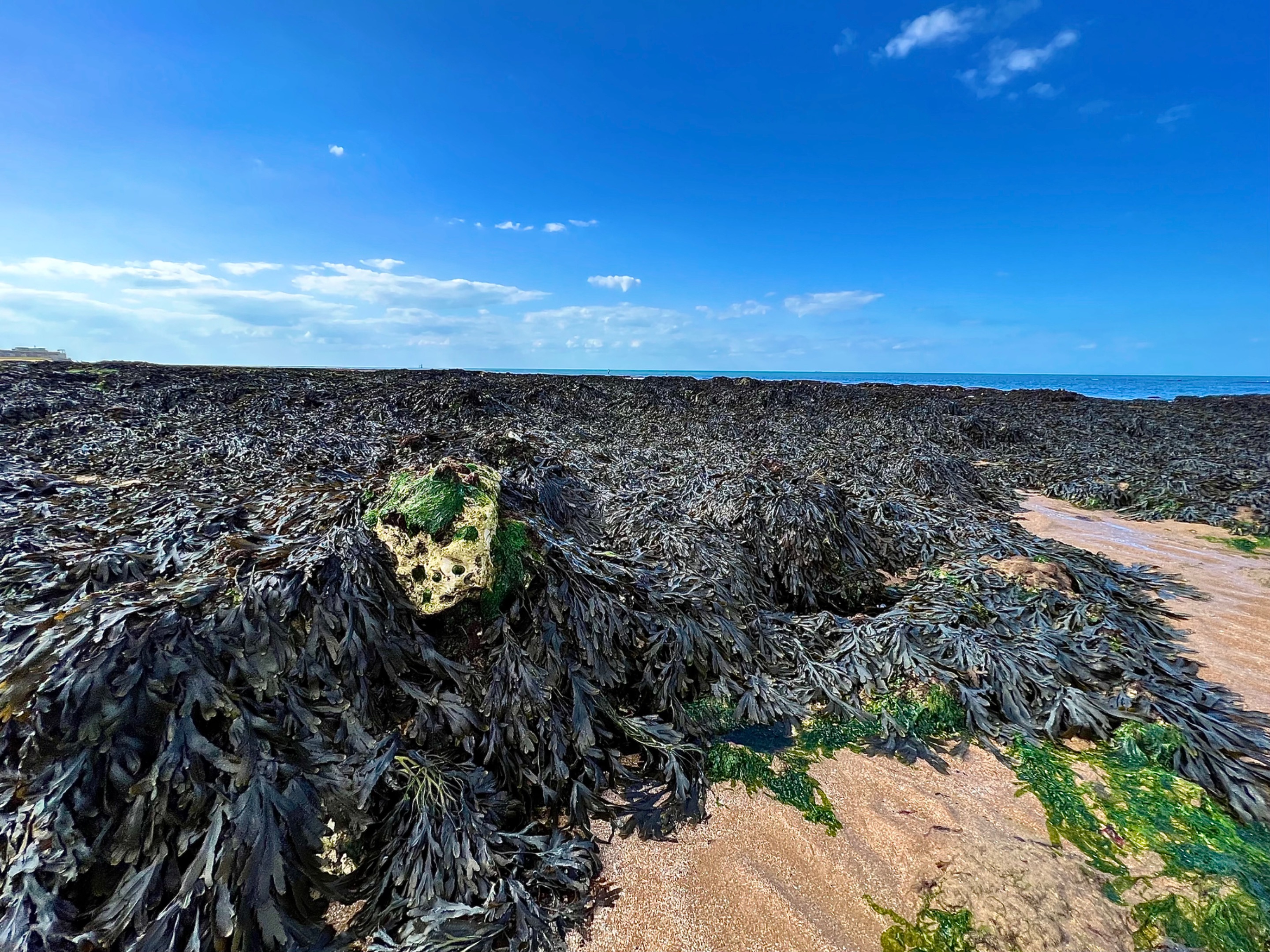 In this picture, one can literally see how the creature took over almost the entire beach