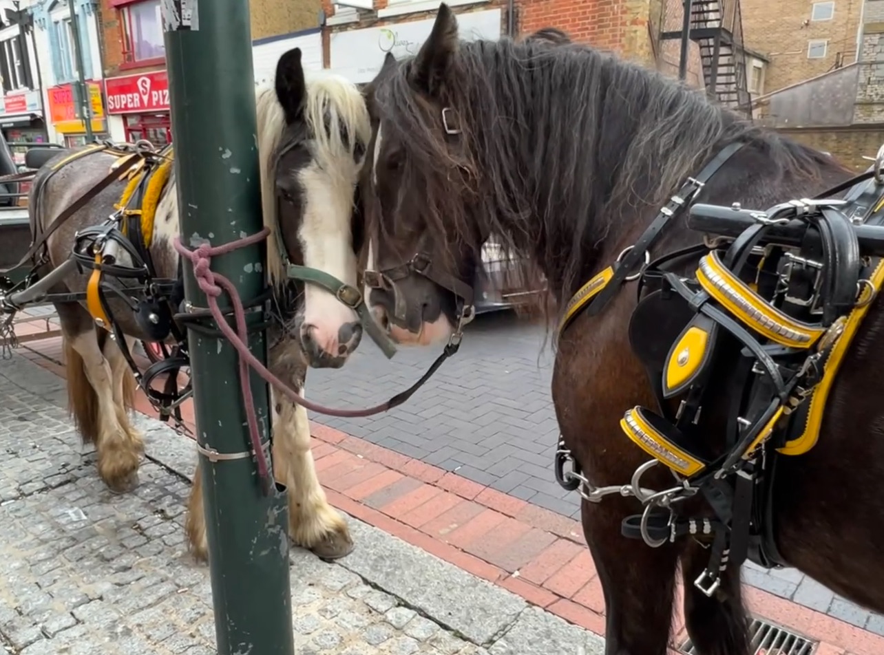 Horses knows how to show their love for one another.