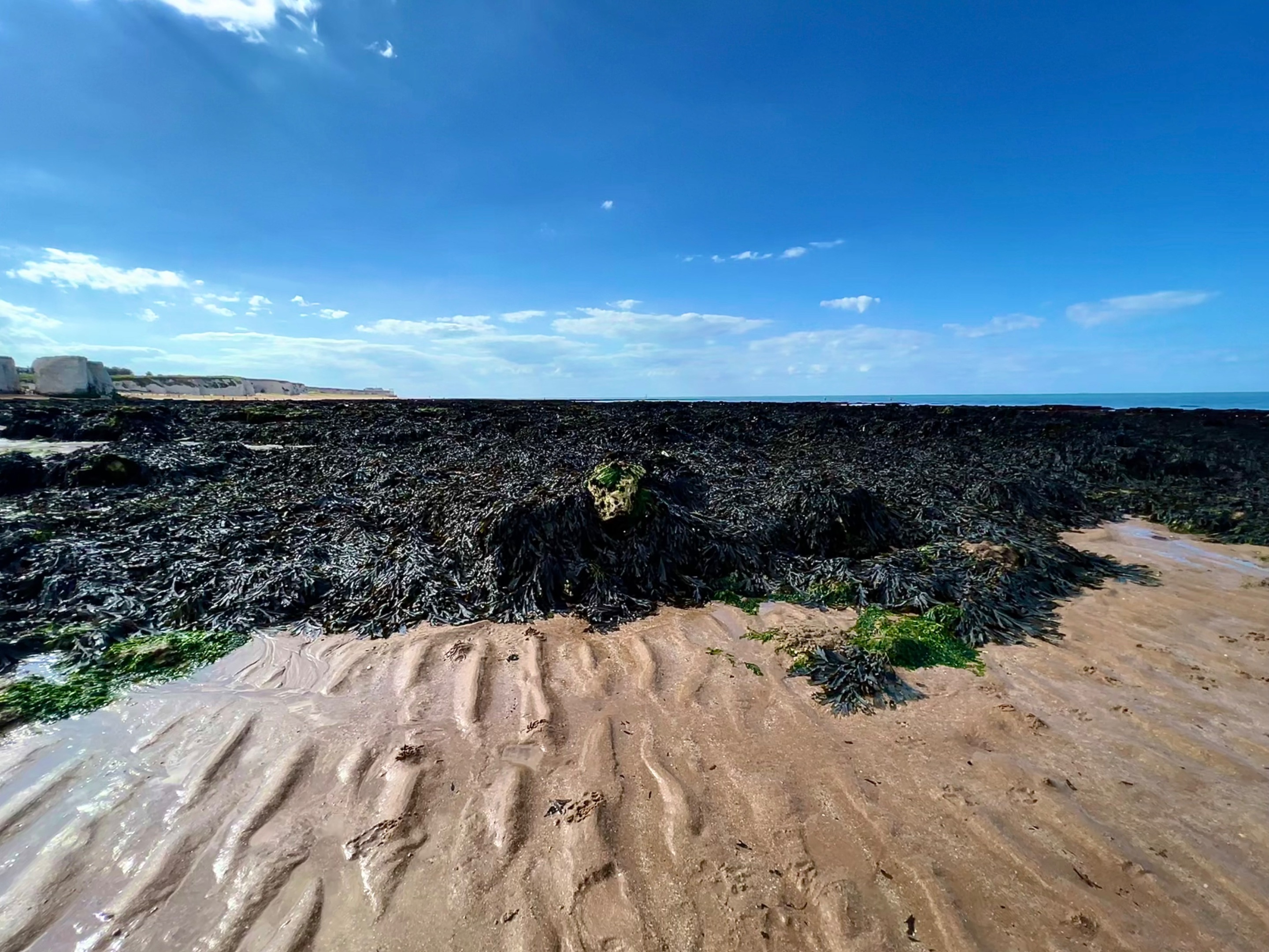 Stepping back again in order to see the enormous body of this creature made out of bladderwrack.