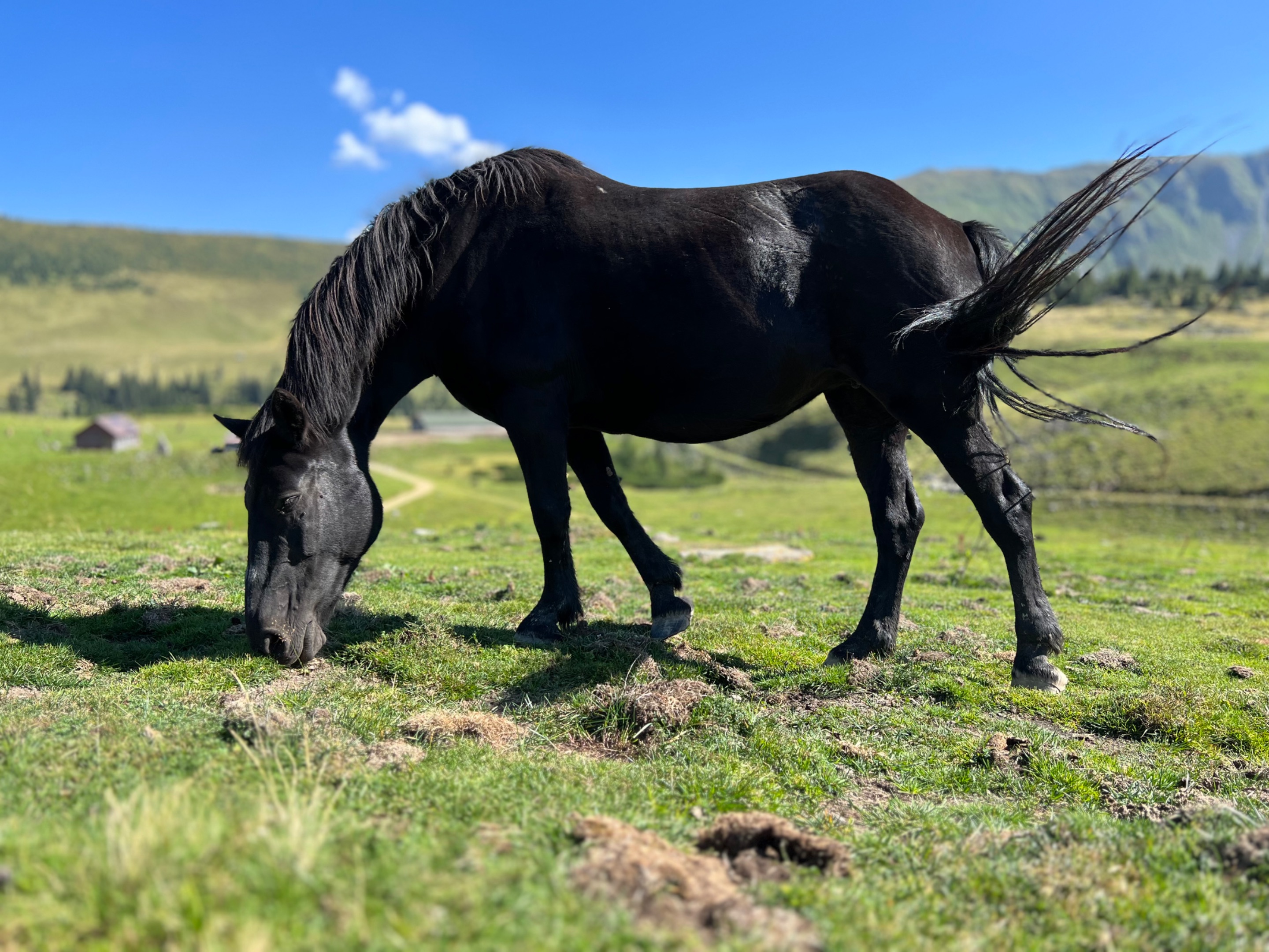 Fresh grass is so fine, all this mountains are mine! Romania,2023 