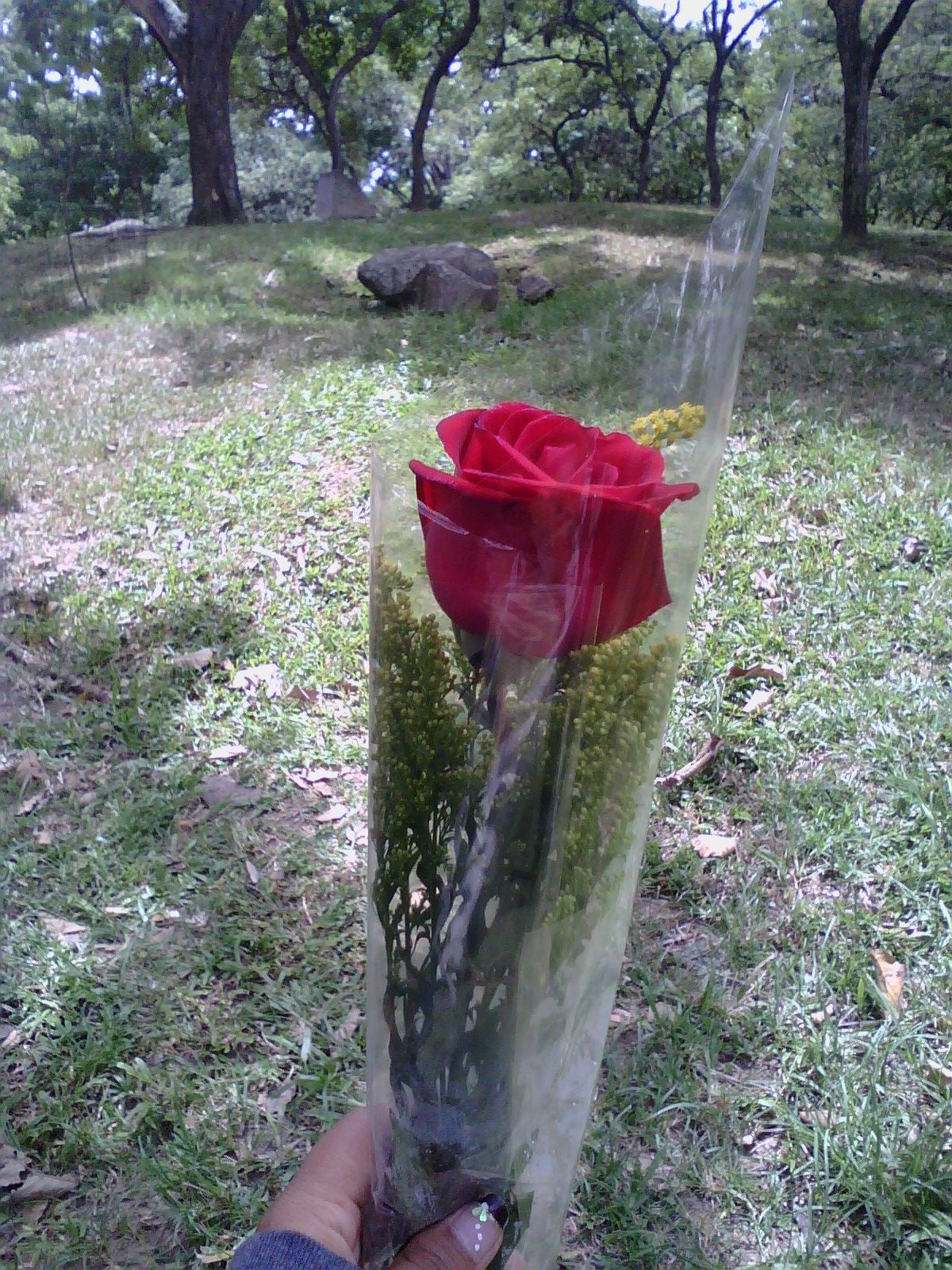 imagen 9.JPG