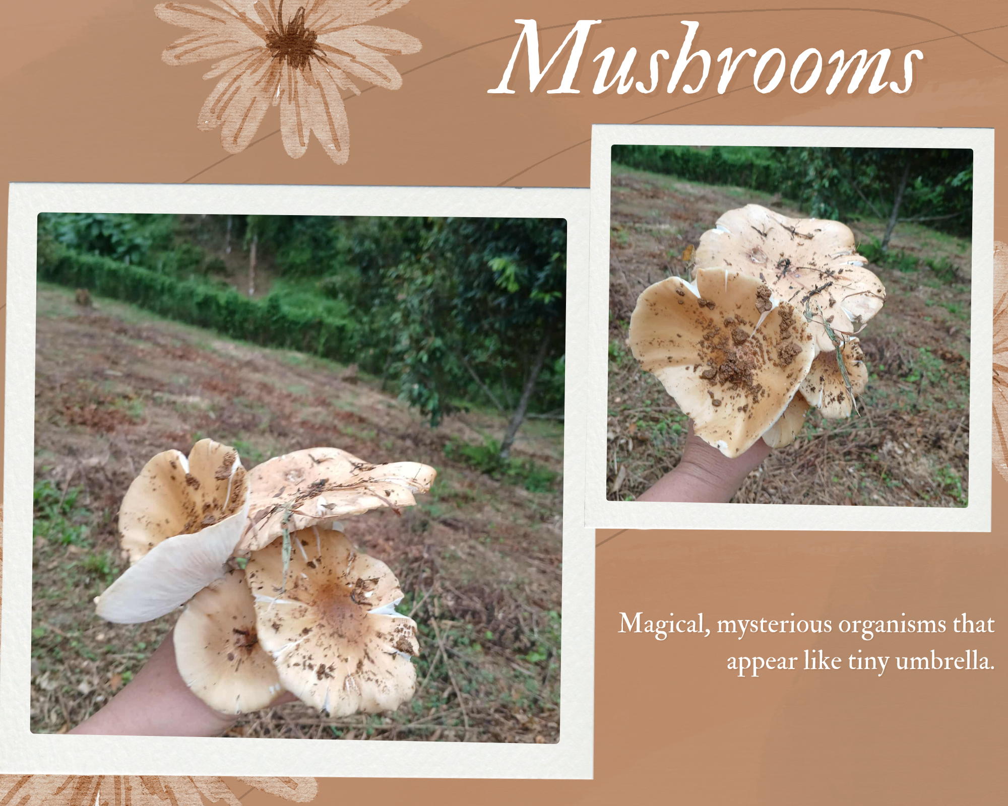 Mushrooms.png
