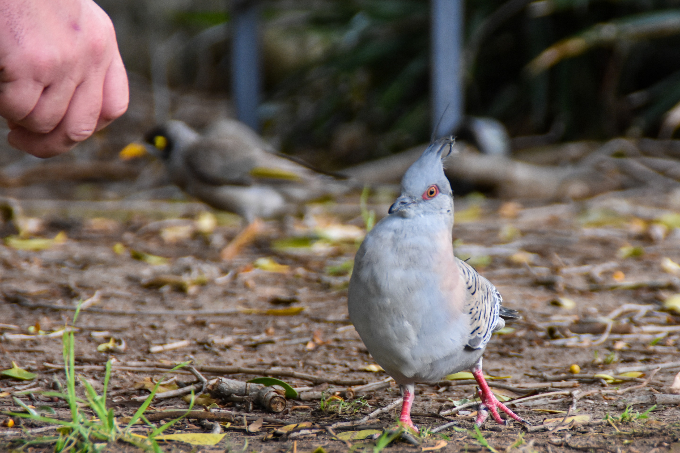 DSC_0038.jpg