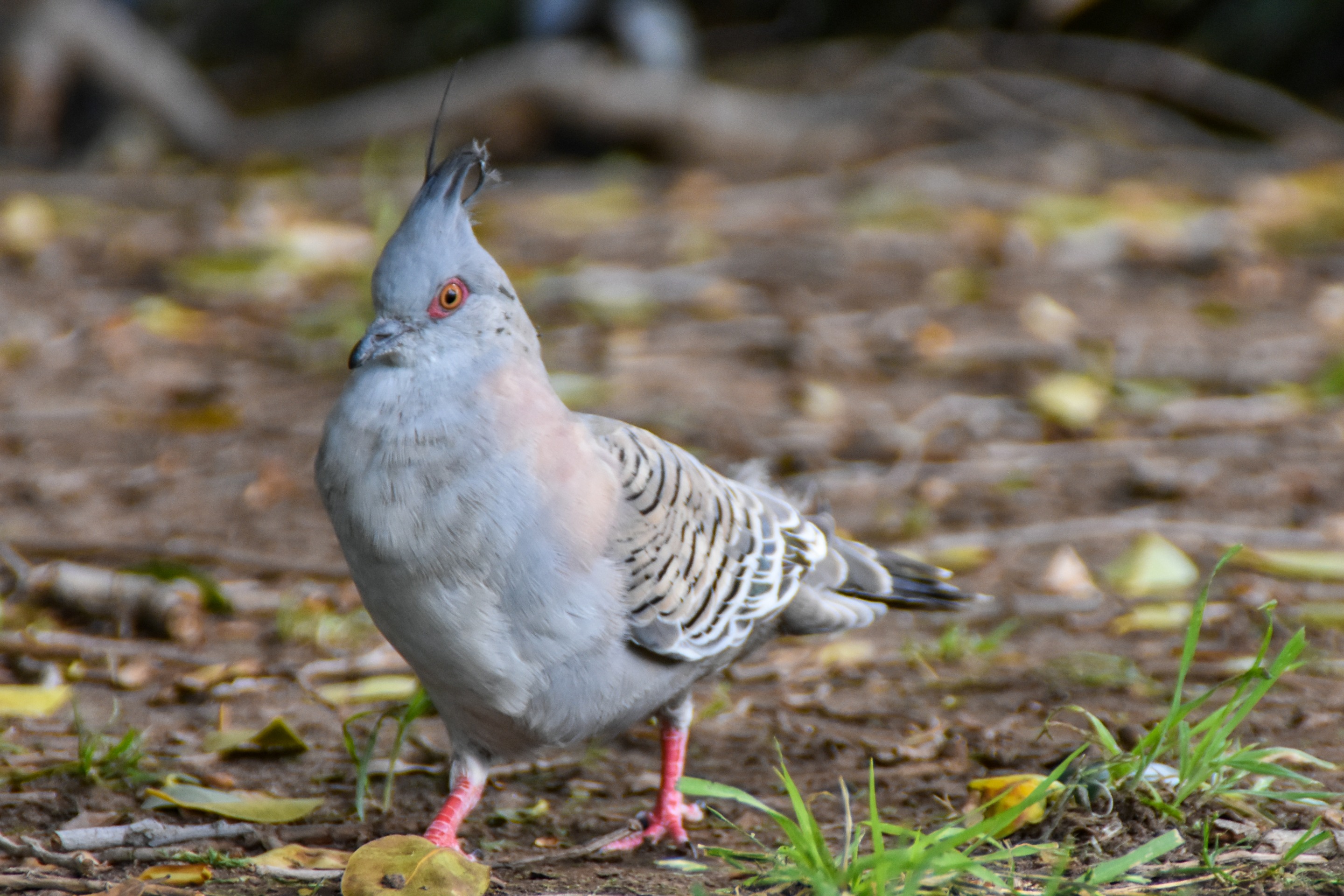 DSC_0039.jpg