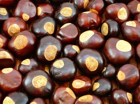Seeds-buckeye-tree-resemblance-deer-eye.jpg