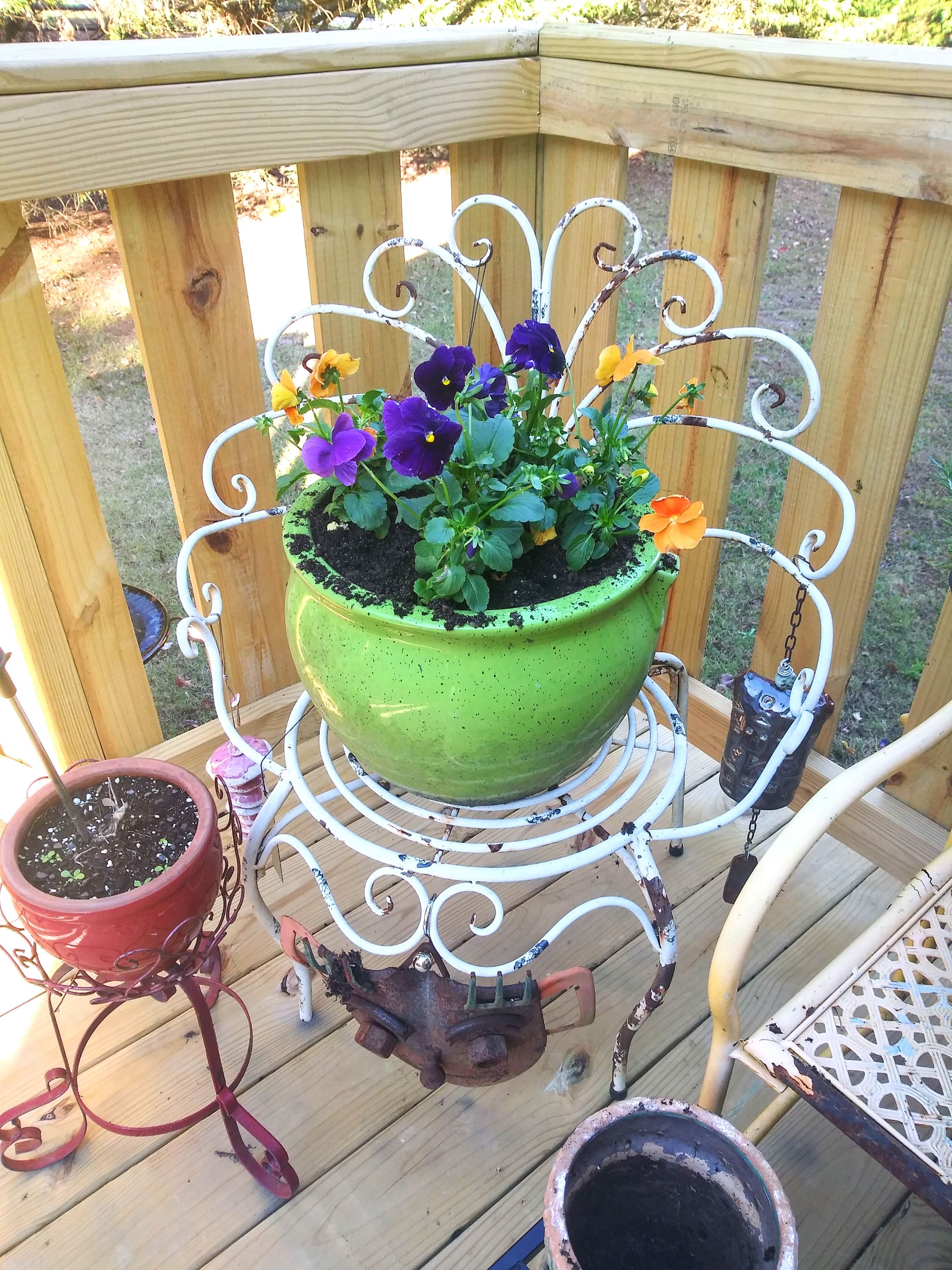 pansies winter porch.jpg